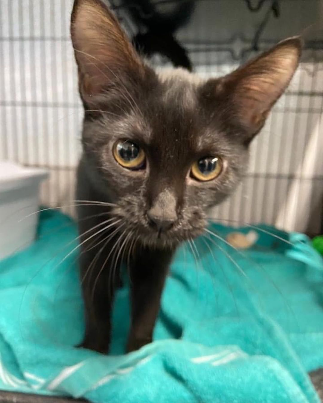 In honor of National Black Cat Day, we're introducing several sleek panthers who need a forever home. To meet these ebony beauties, email adoptions@fcpga.org.

<a target='_blank' href='https://www.instagram.com/explore/tags/feralcatprogramofga/'>#feralcatprogramofga</a> <a target='_blank' href='https://www.instagram.com/explore/tags/blackcatsrule/'>#blackcatsrule</a>