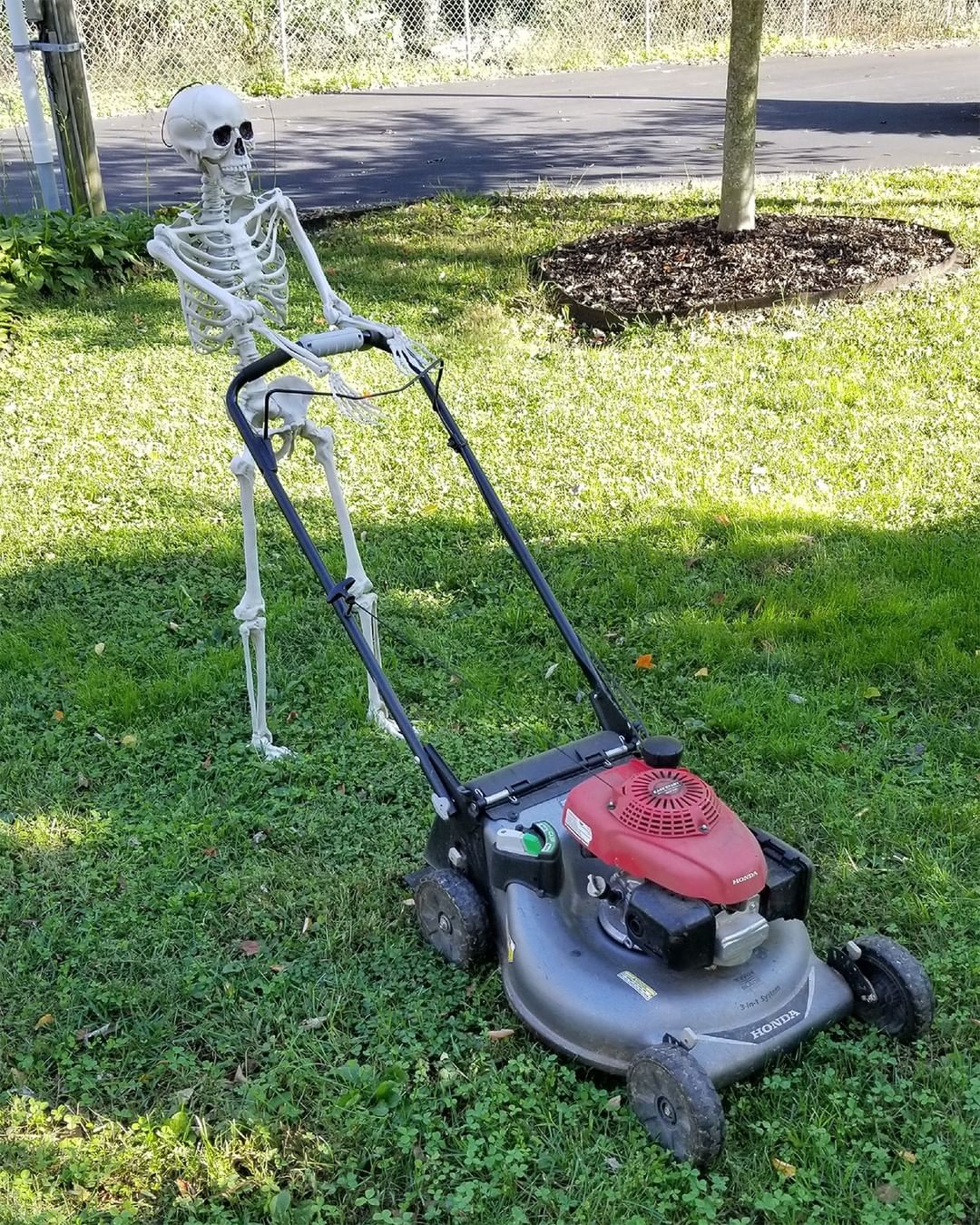 When you're spooky but you still got a humane society to run 🤷💀

Happy Halloween! Pro tip: call your pets' microchip company today and make sure all your info is up to date before the trick-or-treating kicks off. Lots of pets get lost on Halloween due to the constant opening of the door and overall spookiness of the masks/costumes/doorbells/strangers/children/whatever your particular pet is spooked by. 

<a target='_blank' href='https://www.instagram.com/explore/tags/spookyscaryskeletons/'>#spookyscaryskeletons</a> <a target='_blank' href='https://www.instagram.com/explore/tags/halloween/'>#halloween</a> <a target='_blank' href='https://www.instagram.com/explore/tags/spookyhalloween/'>#spookyhalloween</a> <a target='_blank' href='https://www.instagram.com/explore/tags/spookyseason/'>#spookyseason</a> <a target='_blank' href='https://www.instagram.com/explore/tags/scarethelex/'>#scarethelex</a> <a target='_blank' href='https://www.instagram.com/explore/tags/scarethelexpets/'>#scarethelexpets</a> <a target='_blank' href='https://www.instagram.com/explore/tags/sharethelex/'>#sharethelex</a> <a target='_blank' href='https://www.instagram.com/explore/tags/sharethelexpets/'>#sharethelexpets</a> <a target='_blank' href='https://www.instagram.com/explore/tags/dog/'>#dog</a> <a target='_blank' href='https://www.instagram.com/explore/tags/puppy/'>#puppy</a> <a target='_blank' href='https://www.instagram.com/explore/tags/cat/'>#cat</a> <a target='_blank' href='https://www.instagram.com/explore/tags/kitten/'>#kitten</a> <a target='_blank' href='https://www.instagram.com/explore/tags/rescuedogsofinstagram/'>#rescuedogsofinstagram</a> <a target='_blank' href='https://www.instagram.com/explore/tags/dogsofinstagram/'>#dogsofinstagram</a> <a target='_blank' href='https://www.instagram.com/explore/tags/rescuekittensofinstagram/'>#rescuekittensofinstagram</a> <a target='_blank' href='https://www.instagram.com/explore/tags/kittensofinstagram/'>#kittensofinstagram</a>