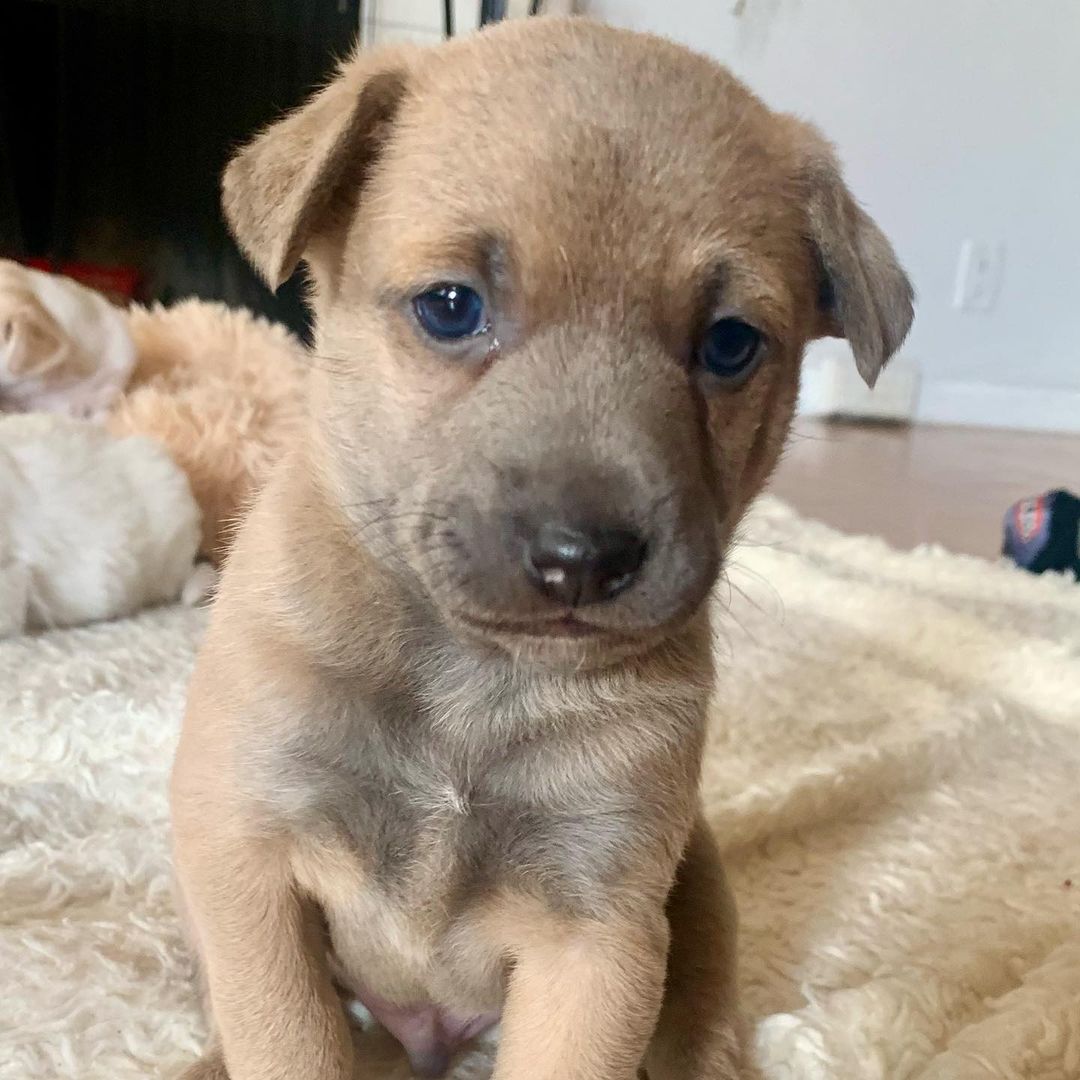 We briefly introduced Hannah last week but here she is officially with her 6 beautiful pups! 😍😍 Scroll through the pictures to see quite possibly the most adorable mama and pups you’ll see today.  Hannah has 4 boys and 2 girls that we need your help naming! Comment what you think we should name them 😊. We’ll announce the chosen names by the end of this week so keep a lookout for your name! 🐶🏆 🐕🐾This adorable family was rescued by @dreamfetchers_project_rescue . Thank you so much for entrusting us with their precious lives 🙏🏼♥️. <a target='_blank' href='https://www.instagram.com/explore/tags/dreamfetchersprojectrescue/'>#dreamfetchersprojectrescue</a> <a target='_blank' href='https://www.instagram.com/explore/tags/bigloveanimalrescue/'>#bigloveanimalrescue</a> <a target='_blank' href='https://www.instagram.com/explore/tags/adoptdontshop/'>#adoptdontshop</a> <a target='_blank' href='https://www.instagram.com/explore/tags/savetheanimals/'>#savetheanimals</a> <a target='_blank' href='https://www.instagram.com/explore/tags/together/'>#together</a>