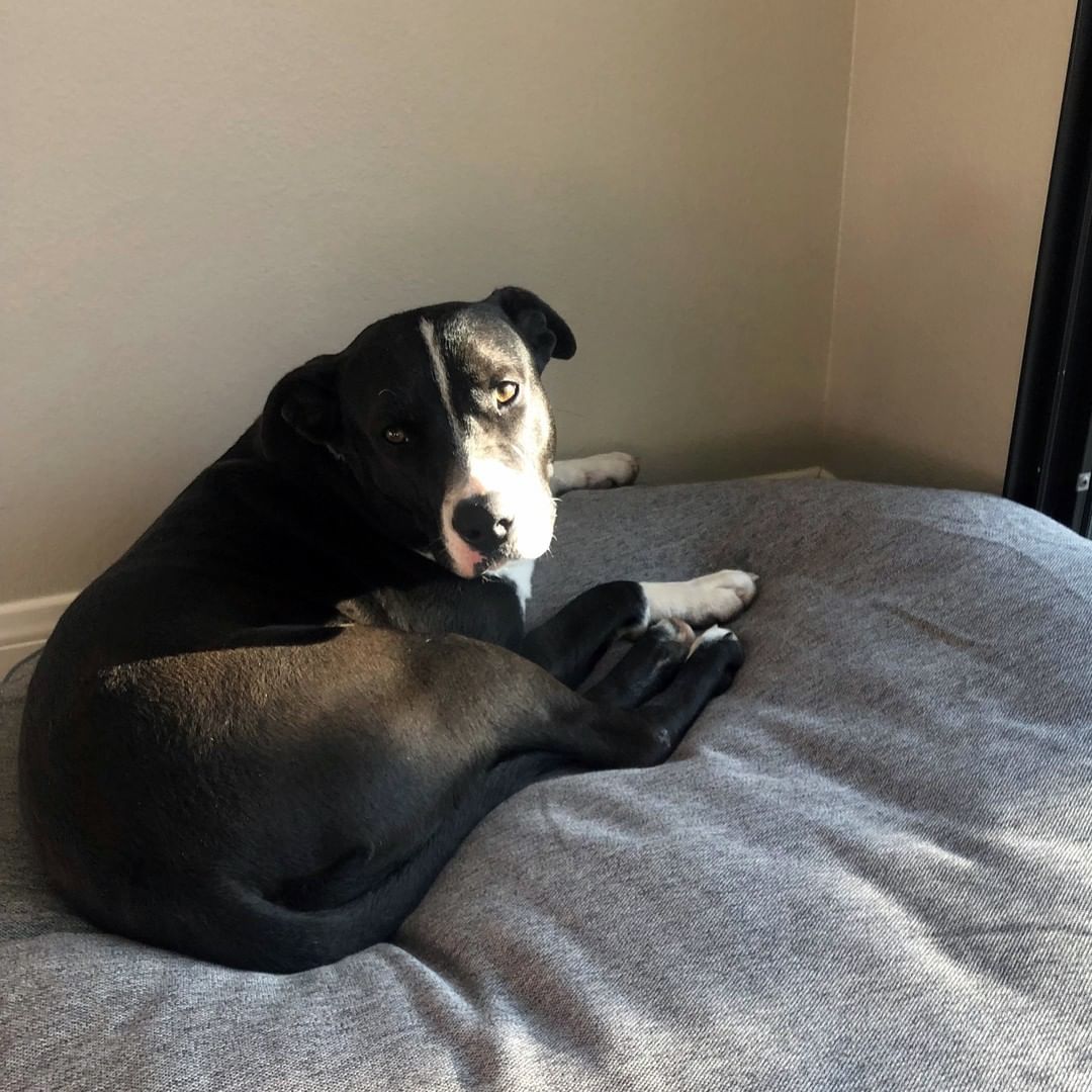 Our kennel received an early update on recently adopted Julia - and it seems she has joined a really wonderful family. She has already settled in and made herself part of the Keller household. Her adopter, Tracy shared: 

