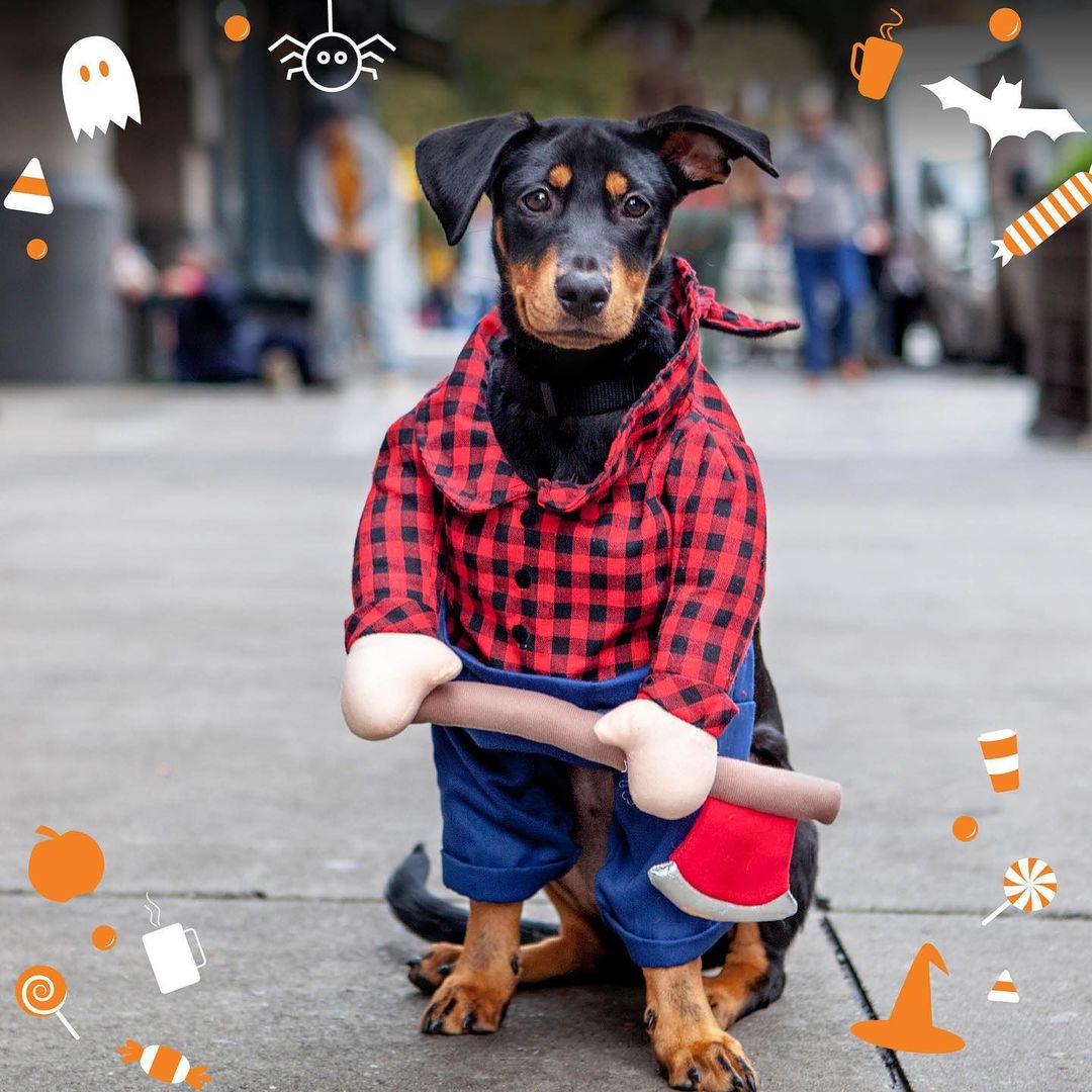 Make sure to join us from 10am to 2pm this Saturday, October 30 for Costumes and Coffee at Bjorn's Brew! Best Friends and @bjornsbrew have teamed up again to help homeless pets this Halloween! 🎃 Dress up your pet and visit any of Bjorn's Brew's three convenient locations. For every car that comes through the DRIVE THRU with a trick-or-treating pet 🐶🐱 Bjorn's Brew will make a $10 donation to the animals! No purchase is necessary.

We are excited to see your pets' costumes! 👻 See below for locations.

LOCATIONS:
🎃 2165 South State Street, Salt Lake City
🎃 2358 South Foothill Drive, Salt Lake City
🎃 4679 South Highland Drive, Salt Lake City

We'd love to share your photos on social media! Tag us @bfas_ut 

<a target='_blank' href='https://www.instagram.com/explore/tags/costumesandcoffee/'>#costumesandcoffee</a> <a target='_blank' href='https://www.instagram.com/explore/tags/SaveThemAll/'>#SaveThemAll</a> <a target='_blank' href='https://www.instagram.com/explore/tags/BestFriendsAnimalSociety/'>#BestFriendsAnimalSociety</a> <a target='_blank' href='https://www.instagram.com/explore/tags/SLC/'>#SLC</a> <a target='_blank' href='https://www.instagram.com/explore/tags/BjornsBrew/'>#BjornsBrew</a> <a target='_blank' href='https://www.instagram.com/explore/tags/SaltLakeCity/'>#SaltLakeCity</a> <a target='_blank' href='https://www.instagram.com/explore/tags/Halloween2021/'>#Halloween2021</a> <a target='_blank' href='https://www.instagram.com/explore/tags/petcostumes/'>#petcostumes</a> <a target='_blank' href='https://www.instagram.com/explore/tags/Halloween/'>#Halloween</a> <a target='_blank' href='https://www.instagram.com/explore/tags/BestFriendsSLC/'>#BestFriendsSLC</a> <a target='_blank' href='https://www.instagram.com/explore/tags/BestFriendsUtah/'>#BestFriendsUtah</a> <a target='_blank' href='https://www.instagram.com/explore/tags/NKUT/'>#NKUT</a>