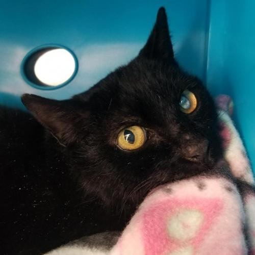 Halloween 👻 lovers, meet Pepper! She’s got the black fur. The cyclops vibe. The notched ear. The nubby paw. 

And underneath her fearsome 🧛‍♀️ exterior, she has the sweetest 💞cuddliest personality. She just wants all the loves all the time. She wants to be next to you, on your chest or lap, purring and snuggling. Are you a Harry Potter fan or a horror film 📽 junkie? Pepper loves them all and will be your reliable companion couch potato for all the binges and marathons. 

Pepper has asthma and uses an inhaler twice a day, and a steroid shot once a month. All her affection and sweet 🧡 personality make these easy tasks worth it. Best Friends Salt Lake City will provide the asthma inhaler, one canister of the treatment, and will teach you how to use the inhaler on Pepper. 

Three-year-old Pepper is looking for a foster and a forever home! Email utahfoster@bestfriends.org to reach our foster team, and utahadoptions@bestfriends.org to connect to our adoption team. 

The Best Friends Lifesaving Center in Salt Lake City does adoptions by appointment and at our center between 12-4pm Sunday and Monday and 12-6pm Tuesday through Saturday. If you are interested in adopting a specific pet, please complete our dog adoption survey or cat adoption survey to provide us information about your lifestyle and what you are looking for in a dog or cat. An adoption specialist will be in touch with you within 48 hours via phone or email to advise next steps. Thank you for your continued support of the animals in Utah. 

<a target='_blank' href='https://www.instagram.com/explore/tags/SaveThemAll/'>#SaveThemAll</a> <a target='_blank' href='https://www.instagram.com/explore/tags/BestFriendsAnimalSociety/'>#BestFriendsAnimalSociety</a> <a target='_blank' href='https://www.instagram.com/explore/tags/adoptdontshop/'>#adoptdontshop</a> <a target='_blank' href='https://www.instagram.com/explore/tags/Utah/'>#Utah</a> <a target='_blank' href='https://www.instagram.com/explore/tags/rescued/'>#rescued</a> <a target='_blank' href='https://www.instagram.com/explore/tags/SLC/'>#SLC</a> <a target='_blank' href='https://www.instagram.com/explore/tags/SaltLakeCity/'>#SaltLakeCity</a> <a target='_blank' href='https://www.instagram.com/explore/tags/BestFriendsUtah/'>#BestFriendsUtah</a> <a target='_blank' href='https://www.instagram.com/explore/tags/NKUT/'>#NKUT</a> <a target='_blank' href='https://www.instagram.com/explore/tags/BestFriendsSLC/'>#BestFriendsSLC</a> <a target='_blank' href='https://www.instagram.com/explore/tags/catadoption/'>#catadoption</a> <a target='_blank' href='https://www.instagram.com/explore/tags/fosteringsaveslives/'>#fosteringsaveslives</a> <a target='_blank' href='https://www.instagram.com/explore/tags/catfoster/'>#catfoster</a>