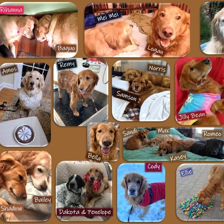 Thought I would get on here and tease you a little more by sharing some of these adorable golden retrievers. These pups and more are all featured in our 2022 Golden Retriever calendar! Order today, shipped to you right away. Hurry limited supply! Get details! Link in bio, click 