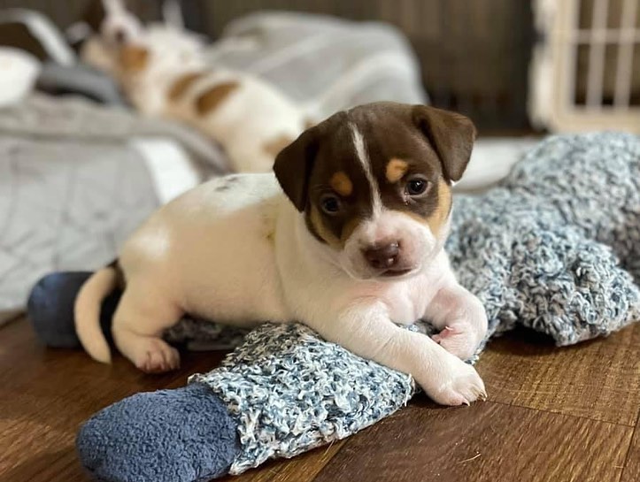 Pupdate from our Mario Kart litter! 🐶🐶

They are almost 5 weeks old and growing like weeds. Momma Princess is still the sweetest girl and loves raising her pups. Keep an eye out for when this family becomes available ❤️❤️❤️

** We typically begin accepting applications for litters when they are 6-7 weeks of age, but puppies will not go home until they are at least 8 weeks of age **

.
.
.
.
.
<a target='_blank' href='https://www.instagram.com/explore/tags/furrytales/'>#furrytales</a> <a target='_blank' href='https://www.instagram.com/explore/tags/mommadog/'>#mommadog</a> <a target='_blank' href='https://www.instagram.com/explore/tags/rescued/'>#rescued</a> <a target='_blank' href='https://www.instagram.com/explore/tags/shelterdog/'>#shelterdog</a> <a target='_blank' href='https://www.instagram.com/explore/tags/saved/'>#saved</a> <a target='_blank' href='https://www.instagram.com/explore/tags/puppies/'>#puppies</a> <a target='_blank' href='https://www.instagram.com/explore/tags/puppiesofinstagram/'>#puppiesofinstagram</a> <a target='_blank' href='https://www.instagram.com/explore/tags/puppiesofinsta/'>#puppiesofinsta</a> <a target='_blank' href='https://www.instagram.com/explore/tags/dogoftheday/'>#dogoftheday</a> <a target='_blank' href='https://www.instagram.com/explore/tags/puppyoftheday/'>#puppyoftheday</a> <a target='_blank' href='https://www.instagram.com/explore/tags/puppylove/'>#puppylove</a> <a target='_blank' href='https://www.instagram.com/explore/tags/puppy/'>#puppy</a> <a target='_blank' href='https://www.instagram.com/explore/tags/puppylife/'>#puppylife</a> <a target='_blank' href='https://www.instagram.com/explore/tags/puppytraining/'>#puppytraining</a> <a target='_blank' href='https://www.instagram.com/explore/tags/puppytongue/'>#puppytongue</a> <a target='_blank' href='https://www.instagram.com/explore/tags/puppygram/'>#puppygram</a> <a target='_blank' href='https://www.instagram.com/explore/tags/puppydog/'>#puppydog</a> <a target='_blank' href='https://www.instagram.com/explore/tags/rescuedpuppy/'>#rescuedpuppy</a> <a target='_blank' href='https://www.instagram.com/explore/tags/rescuedpuppies/'>#rescuedpuppies</a> <a target='_blank' href='https://www.instagram.com/explore/tags/pupper/'>#pupper</a>