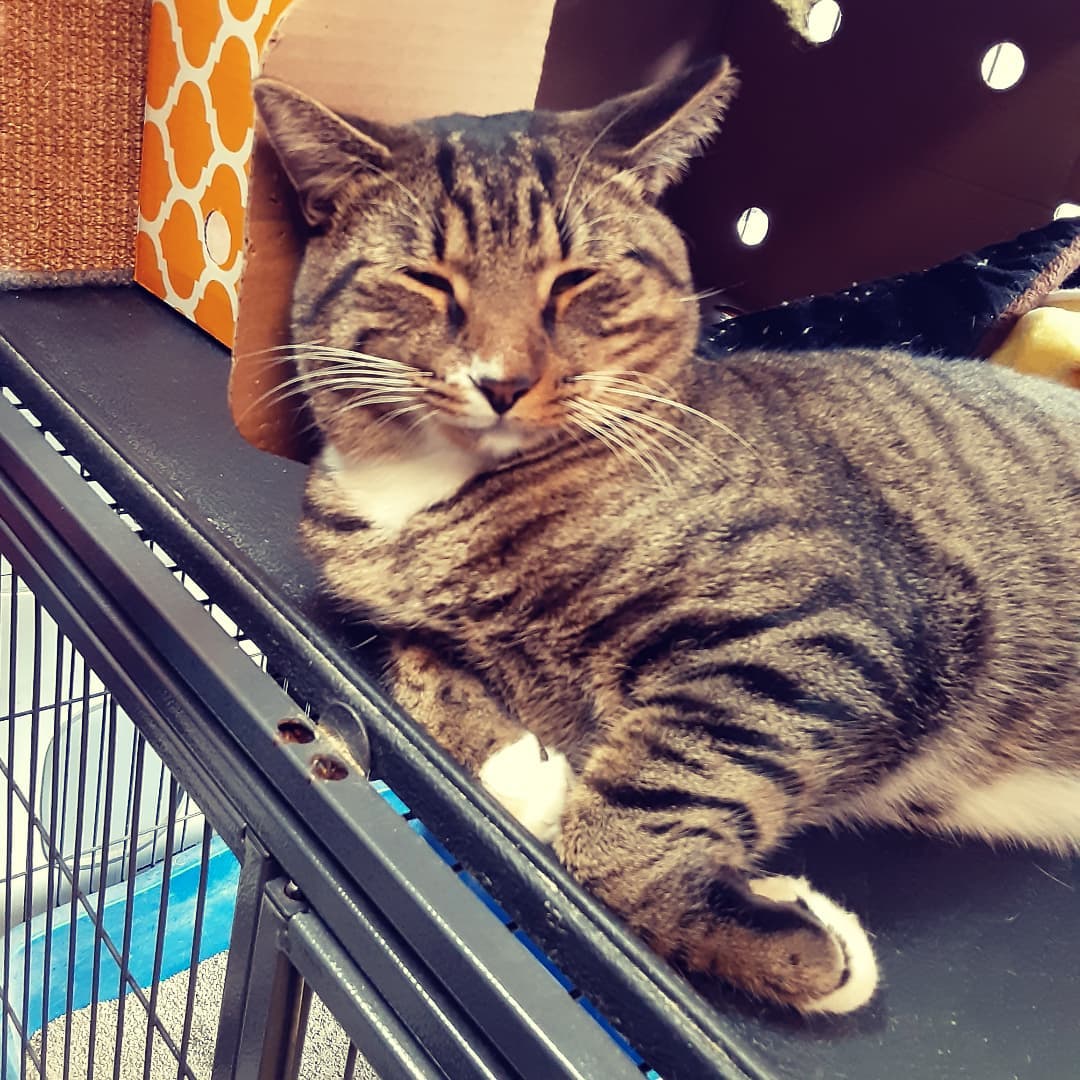 Handsome boy Peter is still longingly waiting for his <a target='_blank' href='https://www.instagram.com/explore/tags/fureverhome/'>#fureverhome</a> at our adoption alcove inside @nycpet5th 

E-mail ForAnimalsNYC@gmail.com

Vetted,  vaccinated,  neutered, litter-trained. Negative for fiv, felv.
Affectionate, cuddly, playful; needs to be an only cat. 

<a target='_blank' href='https://www.instagram.com/explore/tags/tabbycat/'>#tabbycat</a> <a target='_blank' href='https://www.instagram.com/explore/tags/adoptdontshop/'>#adoptdontshop</a> <a target='_blank' href='https://www.instagram.com/explore/tags/parkslopecat/'>#parkslopecat</a> <a target='_blank' href='https://www.instagram.com/explore/tags/parkslope/'>#parkslope</a> <a target='_blank' href='https://www.instagram.com/explore/tags/brooklyncatadoptions/'>#brooklyncatadoptions</a>