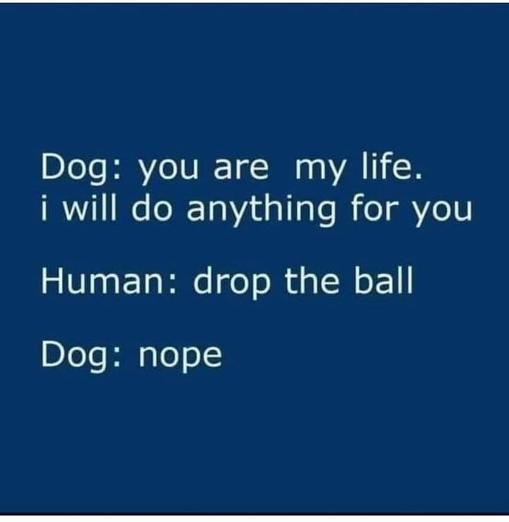 100% TRUE!!!

<a target='_blank' href='https://www.instagram.com/explore/tags/owned/'>#owned</a> <a target='_blank' href='https://www.instagram.com/explore/tags/mydog/'>#mydog</a> <a target='_blank' href='https://www.instagram.com/explore/tags/mydogs/'>#mydogs</a> <a target='_blank' href='https://www.instagram.com/explore/tags/mydogisfamily/'>#mydogisfamily</a> <a target='_blank' href='https://www.instagram.com/explore/tags/mydogismybestfriend/'>#mydogismybestfriend</a>