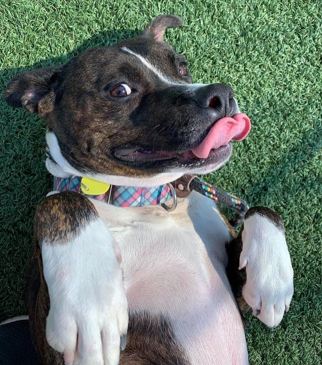 <a target='_blank' href='https://www.instagram.com/explore/tags/TongueOutTuesday/'>#TongueOutTuesday</a>😛 Exuberant RosaLee is like a ray of sunshine. It's hard not to pick up on and share her zest for life! 

This silly sweetheart is always excited to get outside for walks, making for pleasant company. In the play yard, one of her signature moves is bursting into zoomies and then flipping onto her back for belly rubs. She seems to be a nice balance of active and playful as well as attentive and sweet. With other dogs in play group, she was social and playful. 

We could see her making a loving new family member! RosaLee is estimated to be around 3 years old and weighs 58 lbs. 

Visit www.tinyurl.com/meetacitydog to set up a meet!
.
.
.
<a target='_blank' href='https://www.instagram.com/explore/tags/adoptdontshop/'>#adoptdontshop</a> <a target='_blank' href='https://www.instagram.com/explore/tags/adoptme/'>#adoptme</a> <a target='_blank' href='https://www.instagram.com/explore/tags/citydogscle/'>#citydogscle</a> <a target='_blank' href='https://www.instagram.com/explore/tags/cledogs/'>#cledogs</a> <a target='_blank' href='https://www.instagram.com/explore/tags/dogsofcle/'>#dogsofcle</a> <a target='_blank' href='https://www.instagram.com/explore/tags/rescuedog/'>#rescuedog</a>
