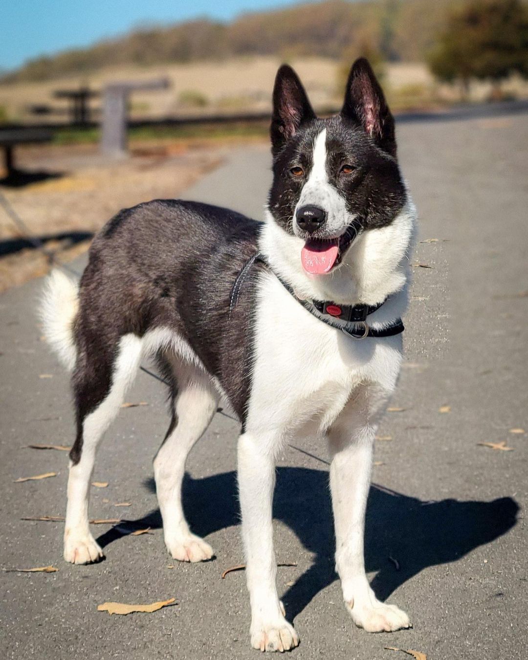 𝐋𝐀𝐈𝐊𝐀 🐾 
Age: 3 year old
Gender: F
Weight: 40-45lbs
Breed: Laika/Jindo mix
Dog: ✔️
Kids: ✔️
Cats: N/A
House-trained: ✔️
Crate trained: ✔️
Leash: In Training
Fostered In: Richmond (El Sobrante), CA
____

Meet Laika! 🐶 Laika is an adorable 3 year old Jindo/Collie mix! Laika is a wonderful dog with tons of personality. She is sweet, friendly, playful, and smart. Despite her harsh past she still loves human affection and interaction. She will sit there forever while you hold her face in your hands and give her kisses! She has spent time with kids (4-12 years old) and has never shown anything but her sweet temperament. She is not shy or skittish. She has a naughty side and is into *everything* she can reach, including your shoes, socks, stuffed animals, slippers, Halloween decorations(!)... so she will need to be watched until she learns the ropes and rules of the house. She is eager to please and learns quickly. Super smart.

Laika is highly toy motivated, especially balls, and learning to play a proper game of fetch (rather than keep away!), which is probably her favorite activity in life right now! She is very playful with her foster home's 2-year old female husky mix so having another playful dog would be a good match. She is a high energy dog and loves long walks, hikes, and runs. This girl can GO so an active, involved owner that can devote regular exercise and focused playtime would be ideal. She is very calm and relaxed at home after she has been exercised.

She has started some basic obedience and responds well to leadership. She is comfortable in her kennel. She eats meals in her crate, and sleeps through the night in it. She is housetrained, but is given regular potty breaks (every 2 hours) throughout the day. She is still learning leash manners but is improving every day.

We know you will fall in love with Laika when you meet her. She is a special dog that is waiting for her special family. This is your chance to give this amazing dog her second chance! Laika ia patiently waiting! 💕

If you’re interested in adopting, please fill out an adoption application on our website (link in bio)! 😊