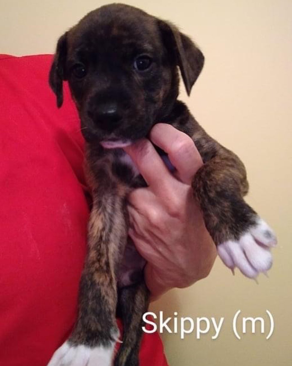 WHO DOESNT LOVE PB&J?? 🥜 🍇 
•
The peanut butter and jelly pups are coming to Flemington, NJ 11/6! These delicious bbs are 9 weeks old, and ready for forever in one week! ❤️

Their mom is a spaniel mix, and these pups should be 45 to 50 lbs grown. They are up to date on shots, de wormed, and chipped.

Interested in these bite-size babes? Email  REBOUNDHOUNDS@GMAIL.COM. Apps are being taken on a first come basis, Dog experience preferred. 

🥜Choose your favorite:🍇

PEANUT BUTTER - cute and knows it. Wants to be the first for attention. Pitches a fit to get it and then looks sweet and kisses you.
JIF- he is a man with a mission. Very smart and inquisitive. He likes attention for a minute, then he has things to do.
REESE - he went through a shy period but is coming out of it. He's very sweet and innocent like Peter Pan. 
SKIPPY - he is least demanding but likes attention. He's on the small side so he is used to waiting to nurse, etc. until he can find a spot.
PETER PAN - he is the baby of the family. He is sweet and innocent.
JELLY - the girl, who goes by Jilly-Jel - she has to put up with the boys and does quit well. She's low maintenance and a happy girl.