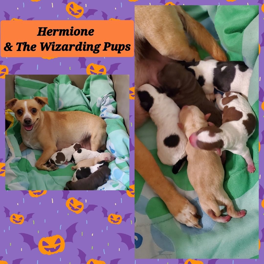 Incase you missed our stories...Hermione had her pups on Friday! We'll try to get some close ups posted for you all this weekend, along with name announcements. 😁🧙🏻‍♀️🧙🏻‍♂️🪄