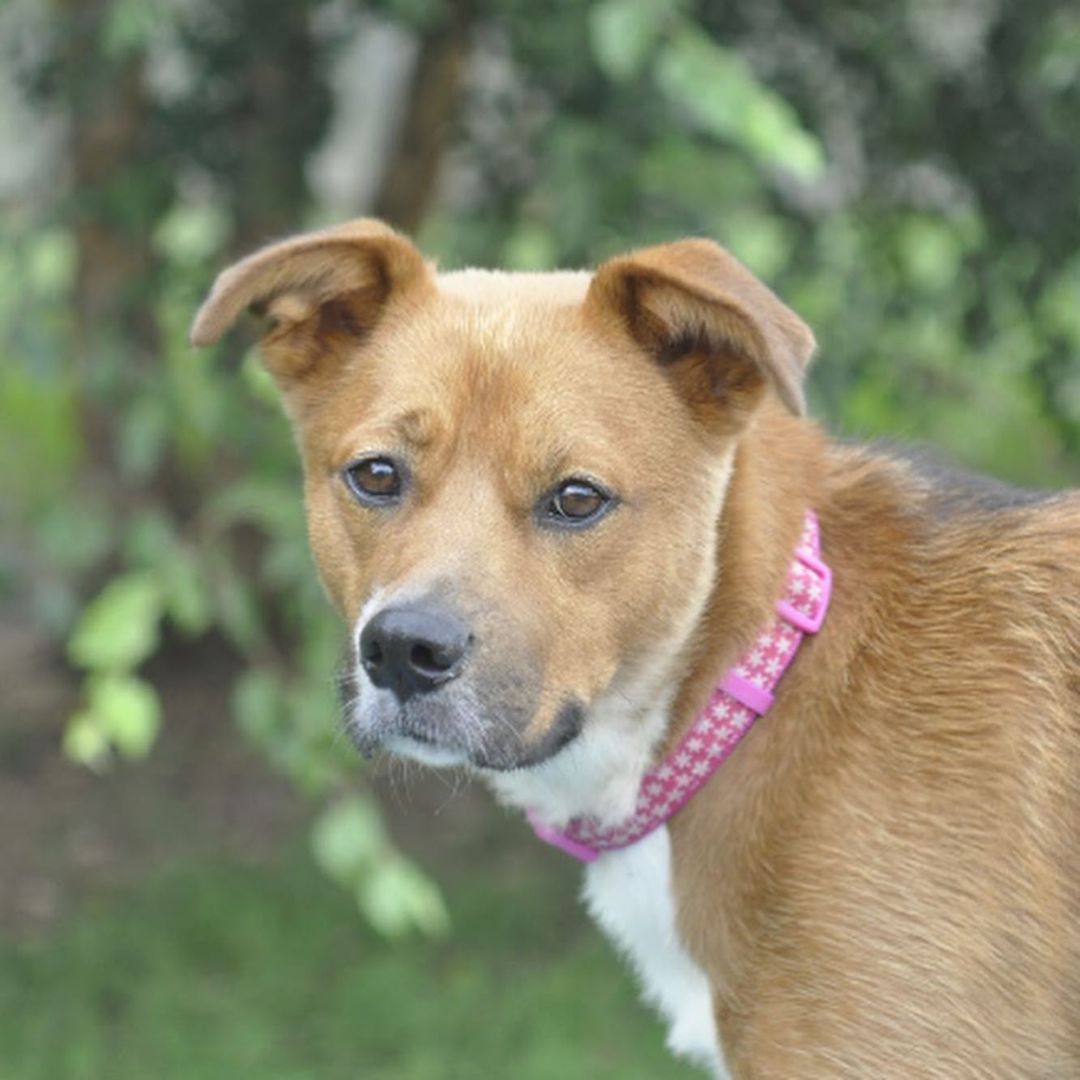 Meet Myra! Myra is a 1 year old retriever mix looking for a home with adults only. Myra loves people, walks, cuddles and to talk. Myra also enjoys playing with other dogs who can match her play style. Due to Myra's love for talking, she would do best in a townhouse or single family home. Myra does show some resource guarding with food towards other dogs, so she will need a household that can manage this. Myra does enjoy the outdoors but if she sees squirrels, she will try to chase them. However, if you have a yard, we think Myra would be great at keeping it squirrel free!

Myra would love a furever home, but a foster would be great too.
Contact adoptioncenter@homewardtrails.org if Myra seems like the girl for you. <a target='_blank' href='https://www.instagram.com/explore/tags/adoptdontshop/'>#adoptdontshop</a> <a target='_blank' href='https://www.instagram.com/explore/tags/homewardtrails/'>#homewardtrails</a> <a target='_blank' href='https://www.instagram.com/explore/tags/catsofinstagram/'>#catsofinstagram</a> <a target='_blank' href='https://www.instagram.com/explore/tags/dogsofinsta/'>#dogsofinsta</a> <a target='_blank' href='https://www.instagram.com/explore/tags/adoptionevent/'>#adoptionevent</a> <a target='_blank' href='https://www.instagram.com/explore/tags/cleartheshelters/'>#cleartheshelters</a> <a target='_blank' href='https://www.instagram.com/explore/tags/dogsofinstagram/'>#dogsofinstagram</a> <a target='_blank' href='https://www.instagram.com/explore/tags/catsofinsta/'>#catsofinsta</a> <a target='_blank' href='https://www.instagram.com/explore/tags/animalrescue/'>#animalrescue</a> <a target='_blank' href='https://www.instagram.com/explore/tags/rescuedog/'>#rescuedog</a> <a target='_blank' href='https://www.instagram.com/explore/tags/dogsofinstagram/'>#dogsofinstagram</a> <a target='_blank' href='https://www.instagram.com/explore/tags/rescuedogsofinstagram/'>#rescuedogsofinstagram</a> <a target='_blank' href='https://www.instagram.com/explore/tags/dog/'>#dog</a> <a target='_blank' href='https://www.instagram.com/explore/tags/dogs/'>#dogs</a> <a target='_blank' href='https://www.instagram.com/explore/tags/dogstagram/'>#dogstagram</a> <a target='_blank' href='https://www.instagram.com/explore/tags/rescue/'>#rescue</a> <a target='_blank' href='https://www.instagram.com/explore/tags/instadog/'>#instadog</a> <a target='_blank' href='https://www.instagram.com/explore/tags/dogoftheday/'>#dogoftheday</a>  <a target='_blank' href='https://www.instagram.com/explore/tags/doglife/'>#doglife</a> <a target='_blank' href='https://www.instagram.com/explore/tags/doglover/'>#doglover</a> <a target='_blank' href='https://www.instagram.com/explore/tags/rescuedismyfavoritebreed/'>#rescuedismyfavoritebreed</a> <a target='_blank' href='https://www.instagram.com/explore/tags/doglovers/'>#doglovers</a> <a target='_blank' href='https://www.instagram.com/explore/tags/dogsofinsta/'>#dogsofinsta</a> <a target='_blank' href='https://www.instagram.com/explore/tags/doggo/'>#doggo</a> <a target='_blank' href='https://www.instagram.com/explore/tags/rescuedogs/'>#rescuedogs</a> <a target='_blank' href='https://www.instagram.com/explore/tags/muttsofinstagram/'>#muttsofinstagram</a> <a target='_blank' href='https://www.instagram.com/explore/tags/puppiesofinstagram/'>#puppiesofinstagram</a> <a target='_blank' href='https://www.instagram.com/explore/tags/ilovemydog/'>#ilovemydog</a> <a target='_blank' href='https://www.instagram.com/explore/tags/dogsofig/'>#dogsofig</a>