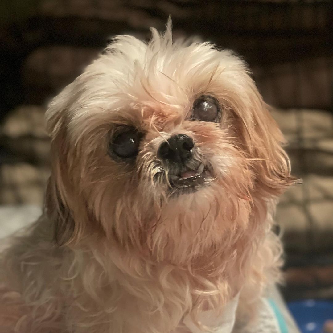 Chloe says THANK YOU! Just two days after surgery to help her through a lung-lobe torsion, sweet senior Chloe has been released from the hospital and is recovering in foster. We have our work cut out for us with medications, and Chloe is still battling pneumonia, but she’s eating, she’s sitting up, she’s protesting…and she’s headed in the right direction. Thank you for your shares, your support and the love. Please keep it coming. We are saving lives every day, and you make it possible. Keep Chloe in your hearts. ..and thank you so much for caring. ❤️🐾<a target='_blank' href='https://www.instagram.com/explore/tags/senior/'>#senior</a> <a target='_blank' href='https://www.instagram.com/explore/tags/seniordog/'>#seniordog</a> <a target='_blank' href='https://www.instagram.com/explore/tags/shihtzu/'>#shihtzu</a> <a target='_blank' href='https://www.instagram.com/explore/tags/saveshelterdogs/'>#saveshelterdogs</a> <a target='_blank' href='https://www.instagram.com/explore/tags/savinglives/'>#savinglives</a> <a target='_blank' href='https://www.instagram.com/explore/tags/rescuedog/'>#rescuedog</a> <a target='_blank' href='https://www.instagram.com/explore/tags/rescuedog/'>#rescuedog</a> <a target='_blank' href='https://www.instagram.com/explore/tags/fosterdog/'>#fosterdog</a> <a target='_blank' href='https://www.instagram.com/explore/tags/recovery/'>#recovery</a> <a target='_blank' href='https://www.instagram.com/explore/tags/dog/'>#dog</a> <a target='_blank' href='https://www.instagram.com/explore/tags/unconditionallove/'>#unconditionallove</a> ❤️🐾