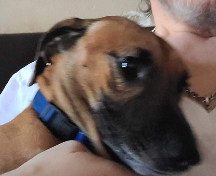 Meet Penny and Porky.  They’re with @Freedom Bound Hounds in Southern Idaho.  They’re owner passed away and they need new homes.  They are dachshund mixes weighing about 20lbs and 2 years old.

I know we have lots of dachshund lovers here and wanted to get the word out here about these two.  They’re fixed, vaccinated, microchipped, house broke, and well behaved.  Please, consider giving them a home.