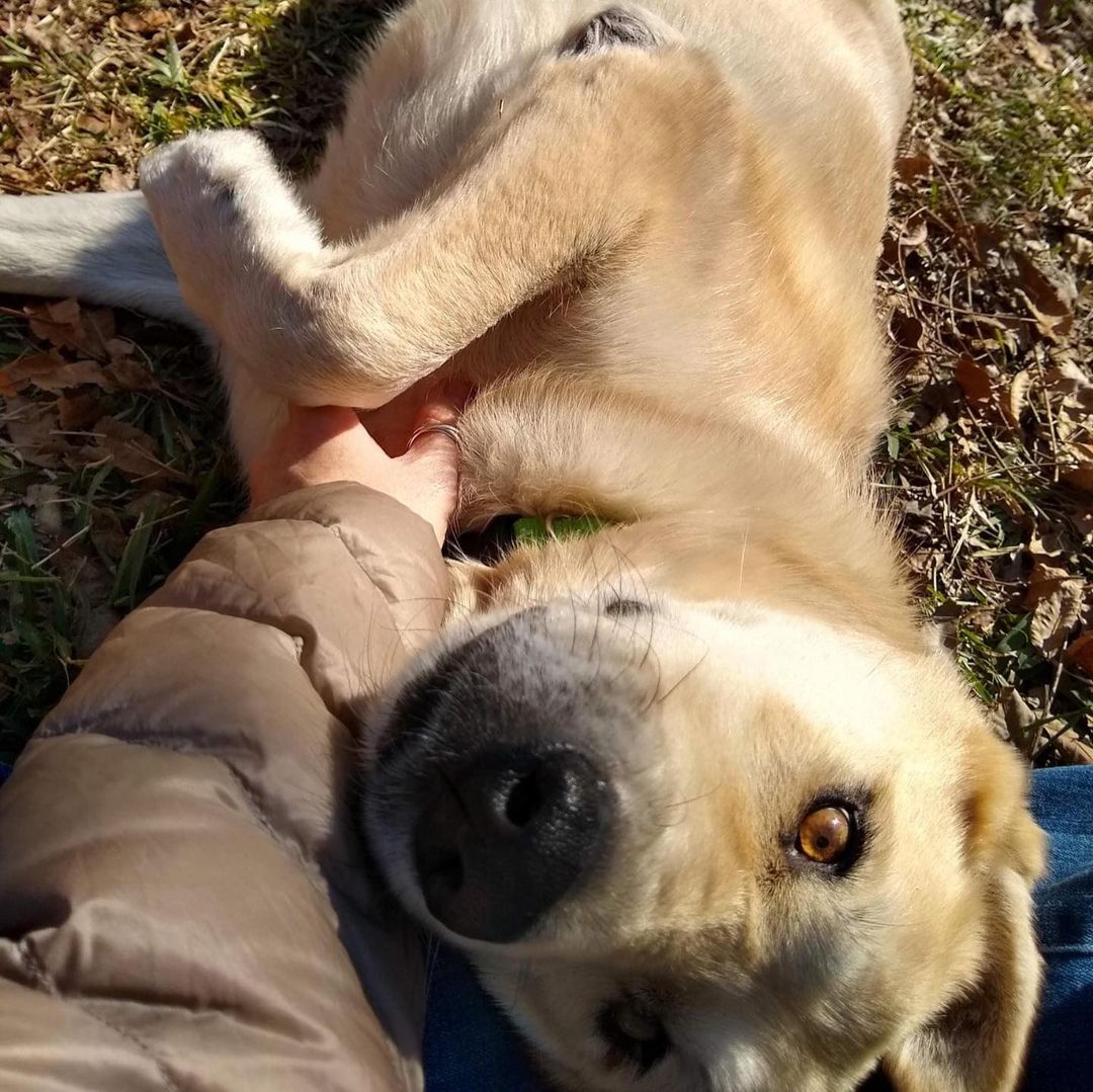 Rex, a 13 year old Shepherd/Chow Mix - fully vetted and HW negative after treatment, is looking for his last forever home. He has some old man aches and pains but otherwise is healthy, sweet and gentle. He has great house manners and leash skills and just loves to be with his people. Are you that person or know someone who appreciates large breed dogs and is interested in adopting Rex please see his bio and put in an application. He needs a yard with a good fence and a place to call his own forever. Apply for adoption at codysfriendsrescue.org