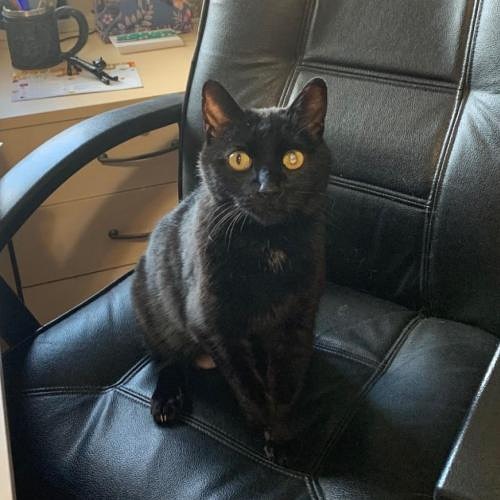 Halloween 👻 lovers, meet Pepper! She’s got the black fur. The cyclops vibe. The notched ear. The nubby paw. 

And underneath her fearsome 🧛‍♀️ exterior, she has the sweetest 💞cuddliest personality. She just wants all the loves all the time. She wants to be next to you, on your chest or lap, purring and snuggling. Are you a Harry Potter fan or a horror film 📽 junkie? Pepper loves them all and will be your reliable companion couch potato for all the binges and marathons. 

Pepper has asthma and uses an inhaler twice a day, and a steroid shot once a month. All her affection and sweet 🧡 personality make these easy tasks worth it. Best Friends Salt Lake City will provide the asthma inhaler, one canister of the treatment, and will teach you how to use the inhaler on Pepper. 

Three-year-old Pepper is looking for a foster and a forever home! Email utahfoster@bestfriends.org to reach our foster team, and utahadoptions@bestfriends.org to connect to our adoption team. 

The Best Friends Lifesaving Center in Salt Lake City does adoptions by appointment and at our center between 12-4pm Sunday and Monday and 12-6pm Tuesday through Saturday. If you are interested in adopting a specific pet, please complete our dog adoption survey or cat adoption survey to provide us information about your lifestyle and what you are looking for in a dog or cat. An adoption specialist will be in touch with you within 48 hours via phone or email to advise next steps. Thank you for your continued support of the animals in Utah. 

<a target='_blank' href='https://www.instagram.com/explore/tags/SaveThemAll/'>#SaveThemAll</a> <a target='_blank' href='https://www.instagram.com/explore/tags/BestFriendsAnimalSociety/'>#BestFriendsAnimalSociety</a> <a target='_blank' href='https://www.instagram.com/explore/tags/adoptdontshop/'>#adoptdontshop</a> <a target='_blank' href='https://www.instagram.com/explore/tags/Utah/'>#Utah</a> <a target='_blank' href='https://www.instagram.com/explore/tags/rescued/'>#rescued</a> <a target='_blank' href='https://www.instagram.com/explore/tags/SLC/'>#SLC</a> <a target='_blank' href='https://www.instagram.com/explore/tags/SaltLakeCity/'>#SaltLakeCity</a> <a target='_blank' href='https://www.instagram.com/explore/tags/BestFriendsUtah/'>#BestFriendsUtah</a> <a target='_blank' href='https://www.instagram.com/explore/tags/NKUT/'>#NKUT</a> <a target='_blank' href='https://www.instagram.com/explore/tags/BestFriendsSLC/'>#BestFriendsSLC</a> <a target='_blank' href='https://www.instagram.com/explore/tags/catadoption/'>#catadoption</a> <a target='_blank' href='https://www.instagram.com/explore/tags/fosteringsaveslives/'>#fosteringsaveslives</a> <a target='_blank' href='https://www.instagram.com/explore/tags/catfoster/'>#catfoster</a>