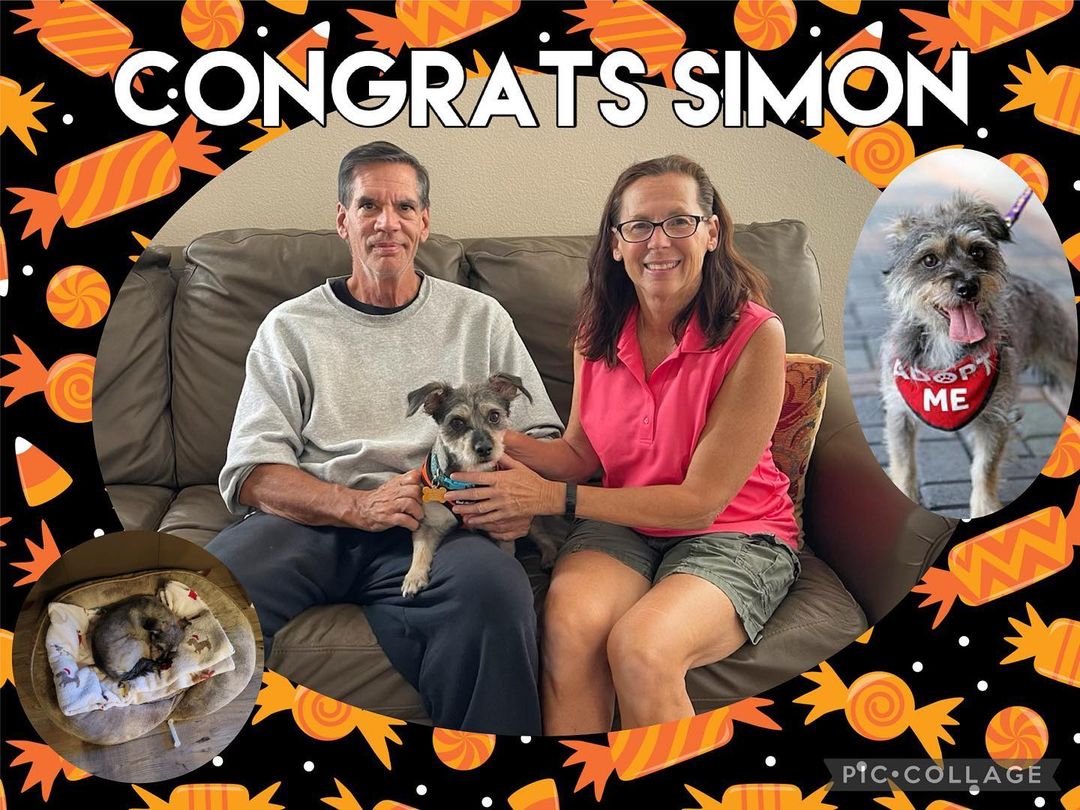 Congrats Simon! We are thrilled you found your forever homes - happy tails to all!
.
.
.
.

<a target='_blank' href='https://www.instagram.com/explore/tags/rescue/'>#rescue</a> <a target='_blank' href='https://www.instagram.com/explore/tags/rescuedogs/'>#rescuedogs</a> <a target='_blank' href='https://www.instagram.com/explore/tags/savealife/'>#savealife</a> <a target='_blank' href='https://www.instagram.com/explore/tags/adoptdontshop/'>#adoptdontshop</a> <a target='_blank' href='https://www.instagram.com/explore/tags/newbeginningsforanimals/'>#newbeginningsforanimals</a> <a target='_blank' href='https://www.instagram.com/explore/tags/NBFA/'>#NBFA</a> <a target='_blank' href='https://www.instagram.com/explore/tags/orangecountyrescues/'>#orangecountyrescues</a> <a target='_blank' href='https://www.instagram.com/explore/tags/southerncalifornia/'>#southerncalifornia</a> <a target='_blank' href='https://www.instagram.com/explore/tags/alisoviejo/'>#alisoviejo</a> <a target='_blank' href='https://www.instagram.com/explore/tags/adopt/'>#adopt</a> <a target='_blank' href='https://www.instagram.com/explore/tags/adoption/'>#adoption</a> <a target='_blank' href='https://www.instagram.com/explore/tags/pets/'>#pets</a> <a target='_blank' href='https://www.instagram.com/explore/tags/dog/'>#dog</a> <a target='_blank' href='https://www.instagram.com/explore/tags/missionviejo/'>#missionviejo</a> <a target='_blank' href='https://www.instagram.com/explore/tags/rescuedogsofinstagram/'>#rescuedogsofinstagram</a> <a target='_blank' href='https://www.instagram.com/explore/tags/nonprofit/'>#nonprofit</a> <a target='_blank' href='https://www.instagram.com/explore/tags/rescueismyfavoritebreed/'>#rescueismyfavoritebreed</a> <a target='_blank' href='https://www.instagram.com/explore/tags/petsmartcharaties/'>#petsmartcharaties</a> <a target='_blank' href='https://www.instagram.com/explore/tags/rescuedogsrule/'>#rescuedogsrule</a> <a target='_blank' href='https://www.instagram.com/explore/tags/theonesinneedarethebestbreed/'>#theonesinneedarethebestbreed</a> <a target='_blank' href='https://www.instagram.com/explore/tags/picme/'>#picme</a> <a target='_blank' href='https://www.instagram.com/explore/tags/iadopted/'>#iadopted</a> <a target='_blank' href='https://www.instagram.com/explore/tags/successstory/'>#successstory</a> <a target='_blank' href='https://www.instagram.com/explore/tags/happilyeverafter/'>#happilyeverafter</a> <a target='_blank' href='https://www.instagram.com/explore/tags/adoptionwins/'>#adoptionwins</a> <a target='_blank' href='https://www.instagram.com/explore/tags/happytails/'>#happytails</a> <a target='_blank' href='https://www.instagram.com/explore/tags/foreverhome/'>#foreverhome</a> <a target='_blank' href='https://www.instagram.com/explore/tags/fureverhome/'>#fureverhome</a> <a target='_blank' href='https://www.instagram.com/explore/tags/happilyfureverafter/'>#happilyfureverafter</a>