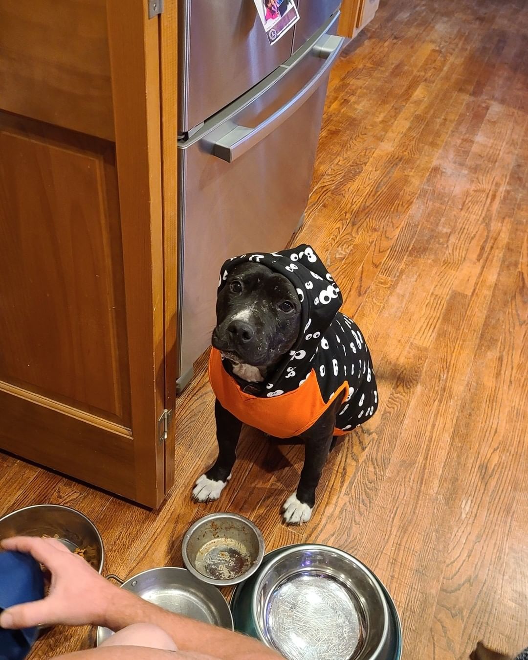 Serena's adopters sent over an update: Just wanted to update on how much we are so in love with our Serena and how ADORABLE she is.  Since she has to be the center of attention at all times, we figured this dog hoodie was very suitable for her for this winter.  Even my husband who took some coaxing to convince we 