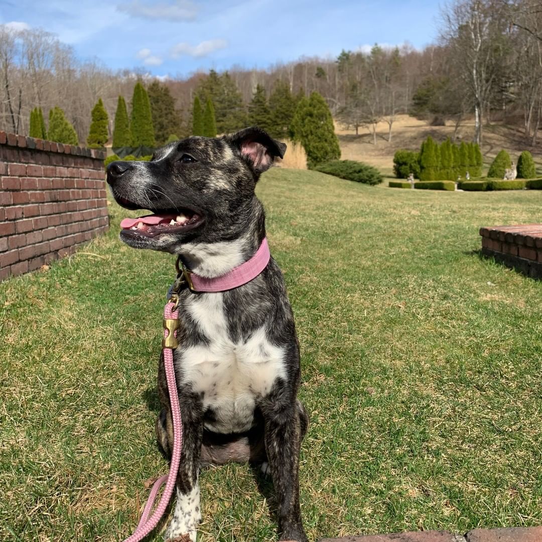 MEET ADOPTABLE BANKSY! 💜 [FOSTER OR FOSTER-TO ADOPT AVAILABLE]

Banksy (also called Banks) is such a sweet girl! Originally from Texas, Banksy made the trip up to NYC in February. She is almost 2 (will be 2 in January) and has such a sweet, playful personality. She LOVES cuddling, playing fetch, and long walks. She has gotten used to city life and loves walks in Central Park, but equally loves being able to run around in a backyard in the suburbs. She is a bit shy when first meeting people, but warms up after a few minutes. Very young children still make Banks a little nervous with all the loud noises and fast movements, but she would do very well with middle-aged children who understand they may need to be gentle at first when getting to know her. 

Banksy is fully housebroken, knows to sit, wait and come when called. She is well behaved when sitting outside at restaurants and in stores as well. She will be fine to sleep in her bed, your bed, or a crate - she is equally happy in any of them :) Banks loves her purple squeaky ball and benebones to chew on. She eats Solid Gold food and has also eaten American Journey. She LOVES the blueberry flavor of Whole Hearted dog treats.

Banksy has gone to Eva's Play Pups several times for camp and has had a blast making new friends with the other dogs. She has a lot of energy and is a strong girl, so would do well with a dog with a similar size. She has never been around a cat. She is used to wearing a head collar when walking on leash and also is fine in a harness. Does Banksy sound like she might be the right fit for you? Then apply to adopt her now, she'd love to meet you!

INTERESTED IN ADOPTING? 
To adopt Banksy apply on our website www.truenorthrescue.org/adopt and email adopt.truenorthrescue@gmail.com to follow up on your application.