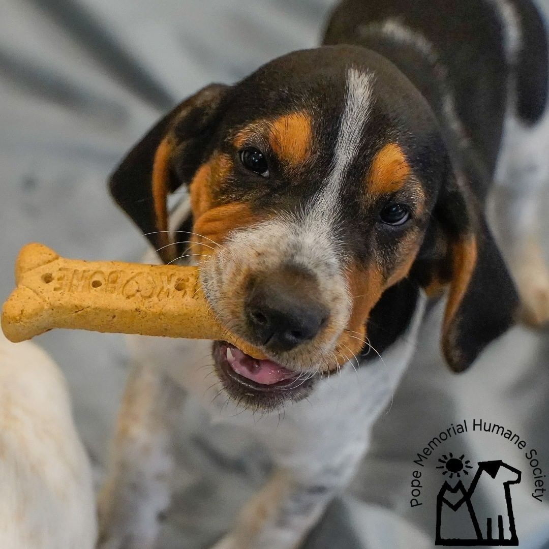 It's time for a round of name that puppy! Pope Memorial Humane Society has three hound puppy brothers looking for names. Let's have some fun. Post your name suggestions as comments below. One name per comment, please! The comments with the most likes/loves (between Facebook and Instagram) will be chosen as puppy names! Winning names will be announced next week!

A few things to consider.
1. Let's keep this family friendly.
2. Don't forget to 