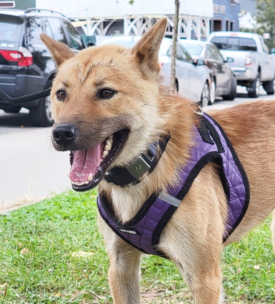 Meet our good boy Bulgari! 💎 He’s a 2-year-old Jindo mix and weighs about 31 pounds. Bulgari was rescued by our partner @animal_kara from Uijeongbu, a dog training center run more like a death camp. He’s best described as friendly, easy-going, smart, calm, and sweet. Bulgari is fully crate trained and working on potty training. He appreciates a good head scritch, and his favorite treat is cheese. 🧀 We think his ideal adopter would be an active person who enjoys jogging or running with Bulgari and can help him build confidence. Could that be you? Apply to adopt!

🐕 On a case-by-case basis, we accept applications from residents living within 30-miles of NYC and certain areas within CT, PA, D.C., MD, and MA. Check koreank9rescue.org/adopt for more details! 📝⁠⁠⁠⁠⁠⁠⁠⁠⁠⁠⁠⁠⁠

<a target='_blank' href='https://www.instagram.com/explore/tags/jindo/'>#jindo</a> <a target='_blank' href='https://www.instagram.com/explore/tags/adoptmenyc/'>#adoptmenyc</a> <a target='_blank' href='https://www.instagram.com/explore/tags/nyc/'>#nyc</a> <a target='_blank' href='https://www.instagram.com/explore/tags/korea/'>#korea</a> <a target='_blank' href='https://www.instagram.com/explore/tags/adoptme/'>#adoptme</a> <a target='_blank' href='https://www.instagram.com/explore/tags/adoptmeplease/'>#adoptmeplease</a> <a target='_blank' href='https://www.instagram.com/explore/tags/koreank9rescue/'>#koreank9rescue</a> <a target='_blank' href='https://www.instagram.com/explore/tags/kk9r/'>#kk9r</a> <a target='_blank' href='https://www.instagram.com/explore/tags/spay/'>#spay</a> <a target='_blank' href='https://www.instagram.com/explore/tags/neuter/'>#neuter</a> <a target='_blank' href='https://www.instagram.com/explore/tags/rescueismyfavoritebreed/'>#rescueismyfavoritebreed</a> <a target='_blank' href='https://www.instagram.com/explore/tags/rescuedog/'>#rescuedog</a> <a target='_blank' href='https://www.instagram.com/explore/tags/everydogdeserveslove/'>#everydogdeserveslove</a> <a target='_blank' href='https://www.instagram.com/explore/tags/showlovekorea/'>#showlovekorea</a>