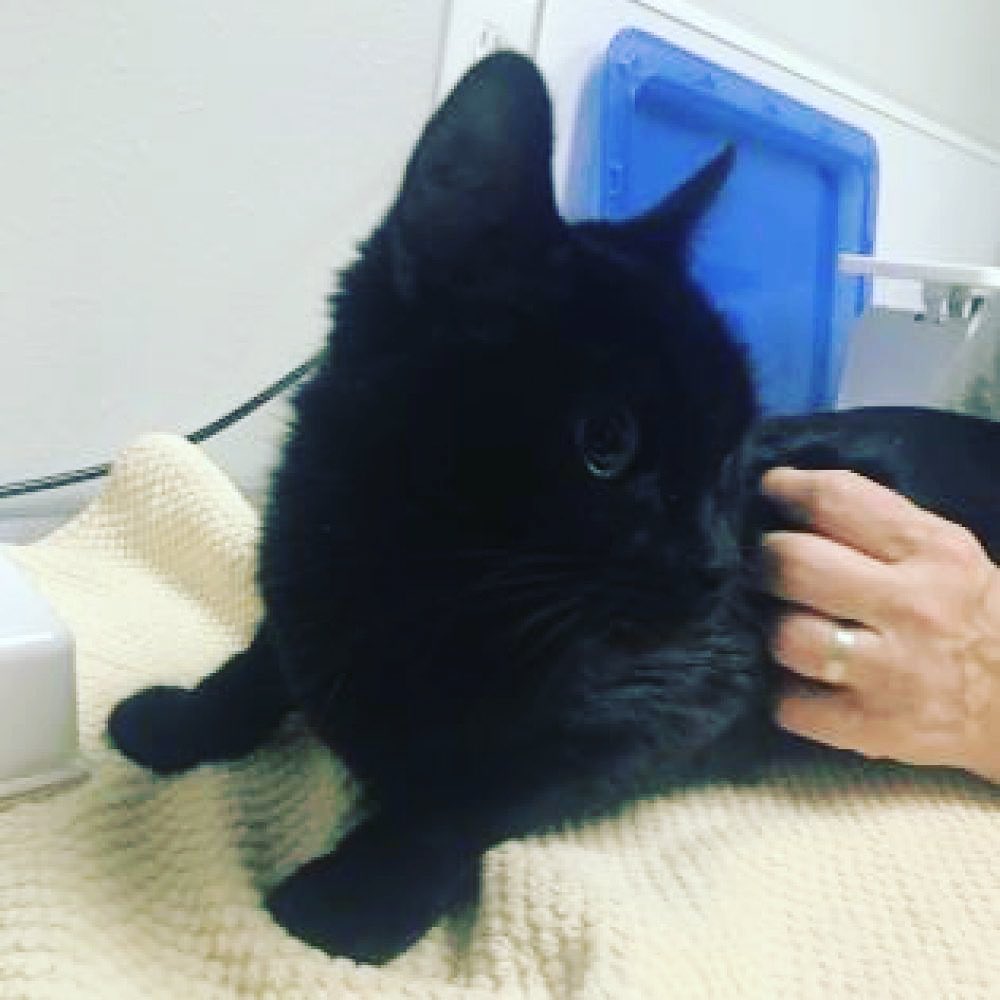 It’s <a target='_blank' href='https://www.instagram.com/explore/tags/nationalblackcatday/'>#nationalblackcatday</a> and we have several black cats ready to find their furrever home! 

Black is the most dominant fur color. Black cats can even change color. Some have a tabby pattern that can be seen in different lighting. Pretty cool! 

<a target='_blank' href='https://www.instagram.com/explore/tags/BMHACats/'>#BMHACats</a> <a target='_blank' href='https://www.instagram.com/explore/tags/rescuecat/'>#rescuecat</a> <a target='_blank' href='https://www.instagram.com/explore/tags/adoptdontshop/'>#adoptdontshop</a> <a target='_blank' href='https://www.instagram.com/explore/tags/easternoregon/'>#easternoregon</a>