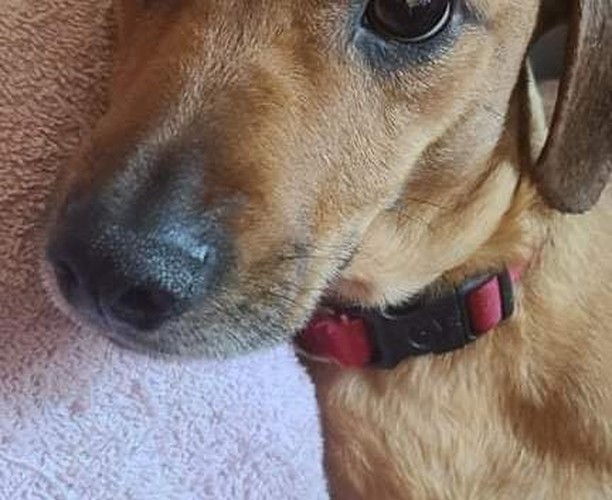 Meet Penny and Porky.  They’re with @Freedom Bound Hounds in Southern Idaho.  They’re owner passed away and they need new homes.  They are dachshund mixes weighing about 20lbs and 2 years old.

I know we have lots of dachshund lovers here and wanted to get the word out here about these two.  They’re fixed, vaccinated, microchipped, house broke, and well behaved.  Please, consider giving them a home.