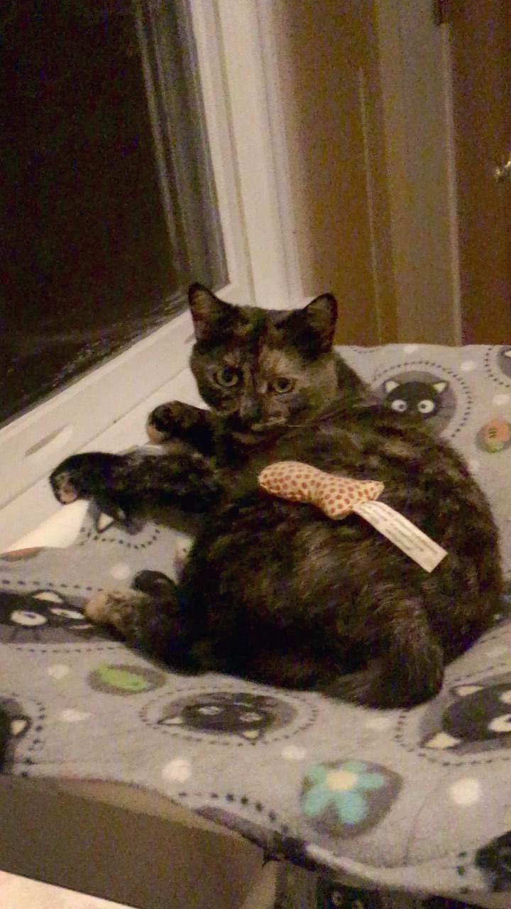 The look on her face!  @Maxine
<a target='_blank' href='https://www.instagram.com/explore/tags/taillesscatrescue/'>#taillesscatrescue</a> <a target='_blank' href='https://www.instagram.com/explore/tags/tortoiseshellcat/'>#tortoiseshellcat</a> <a target='_blank' href='https://www.instagram.com/explore/tags/manxcat/'>#manxcat</a> <a target='_blank' href='https://www.instagram.com/explore/tags/northcarolina/'>#northcarolina</a> <a target='_blank' href='https://www.instagram.com/explore/tags/catsofinstagram/'>#catsofinstagram</a>