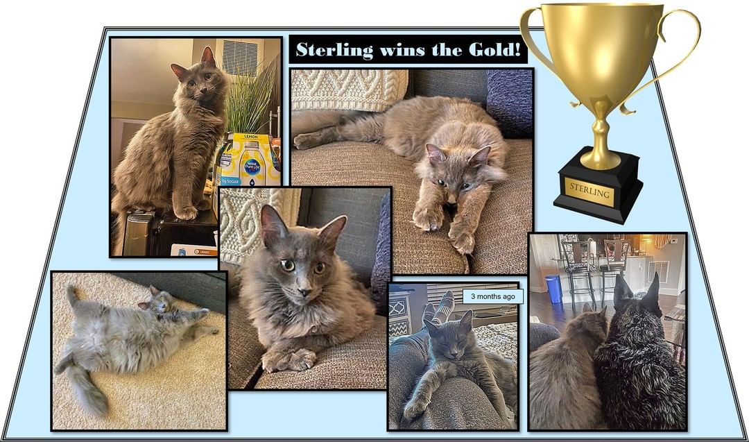 Apologies for including excessive, adorable pictures! 😉 

💖🏡💖 Forever Home Update:  Sterling wins the Gold for finding the Home of his Dreams!  Look how happy he is!  Sterling's adopters share that they love their sweet little guy so much.  He has the BEST personality and he 