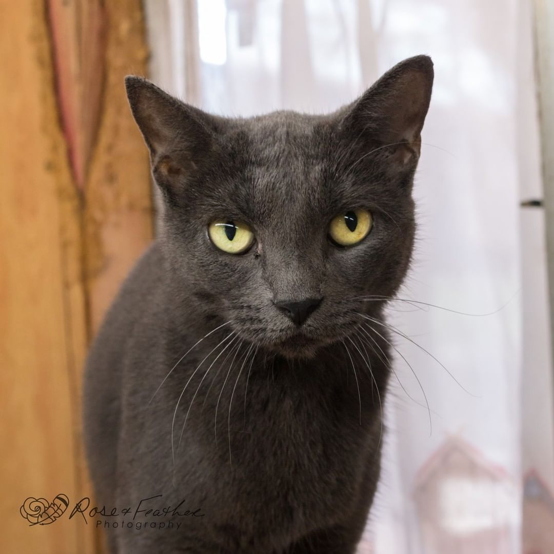 Happy <a target='_blank' href='https://www.instagram.com/explore/tags/NationalCatDay/'>#NationalCatDay</a>! Our wonderful cats are all ready for homes of their own. This includes Fran Fran, Hair Hai, Milly and Shadow! Fill out an app and we would be happy to show you all of our friendly felines! 🐾🐱