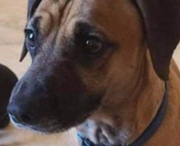 Meet Penny and Porky.  They’re with @Freedom Bound Hounds in Southern Idaho.  They’re owner passed away and they need new homes.  They are dachshund mixes weighing about 20lbs and 2 years old.

I know we have lots of dachshund lovers here and wanted to get the word out here about these two.  They’re fixed, vaccinated, microchipped, house broke, and well behaved.  Please, consider giving them a home.