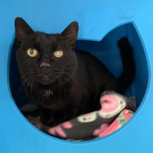 Halloween 👻 lovers, meet Pepper! She’s got the black fur. The cyclops vibe. The notched ear. The nubby paw. 

And underneath her fearsome 🧛‍♀️ exterior, she has the sweetest 💞cuddliest personality. She just wants all the loves all the time. She wants to be next to you, on your chest or lap, purring and snuggling. Are you a Harry Potter fan or a horror film 📽 junkie? Pepper loves them all and will be your reliable companion couch potato for all the binges and marathons. 

Pepper has asthma and uses an inhaler twice a day, and a steroid shot once a month. All her affection and sweet 🧡 personality make these easy tasks worth it. Best Friends Salt Lake City will provide the asthma inhaler, one canister of the treatment, and will teach you how to use the inhaler on Pepper. 

Three-year-old Pepper is looking for a foster and a forever home! Email utahfoster@bestfriends.org to reach our foster team, and utahadoptions@bestfriends.org to connect to our adoption team. 

The Best Friends Lifesaving Center in Salt Lake City does adoptions by appointment and at our center between 12-4pm Sunday and Monday and 12-6pm Tuesday through Saturday. If you are interested in adopting a specific pet, please complete our dog adoption survey or cat adoption survey to provide us information about your lifestyle and what you are looking for in a dog or cat. An adoption specialist will be in touch with you within 48 hours via phone or email to advise next steps. Thank you for your continued support of the animals in Utah. 

<a target='_blank' href='https://www.instagram.com/explore/tags/SaveThemAll/'>#SaveThemAll</a> <a target='_blank' href='https://www.instagram.com/explore/tags/BestFriendsAnimalSociety/'>#BestFriendsAnimalSociety</a> <a target='_blank' href='https://www.instagram.com/explore/tags/adoptdontshop/'>#adoptdontshop</a> <a target='_blank' href='https://www.instagram.com/explore/tags/Utah/'>#Utah</a> <a target='_blank' href='https://www.instagram.com/explore/tags/rescued/'>#rescued</a> <a target='_blank' href='https://www.instagram.com/explore/tags/SLC/'>#SLC</a> <a target='_blank' href='https://www.instagram.com/explore/tags/SaltLakeCity/'>#SaltLakeCity</a> <a target='_blank' href='https://www.instagram.com/explore/tags/BestFriendsUtah/'>#BestFriendsUtah</a> <a target='_blank' href='https://www.instagram.com/explore/tags/NKUT/'>#NKUT</a> <a target='_blank' href='https://www.instagram.com/explore/tags/BestFriendsSLC/'>#BestFriendsSLC</a> <a target='_blank' href='https://www.instagram.com/explore/tags/catadoption/'>#catadoption</a> <a target='_blank' href='https://www.instagram.com/explore/tags/fosteringsaveslives/'>#fosteringsaveslives</a> <a target='_blank' href='https://www.instagram.com/explore/tags/catfoster/'>#catfoster</a>