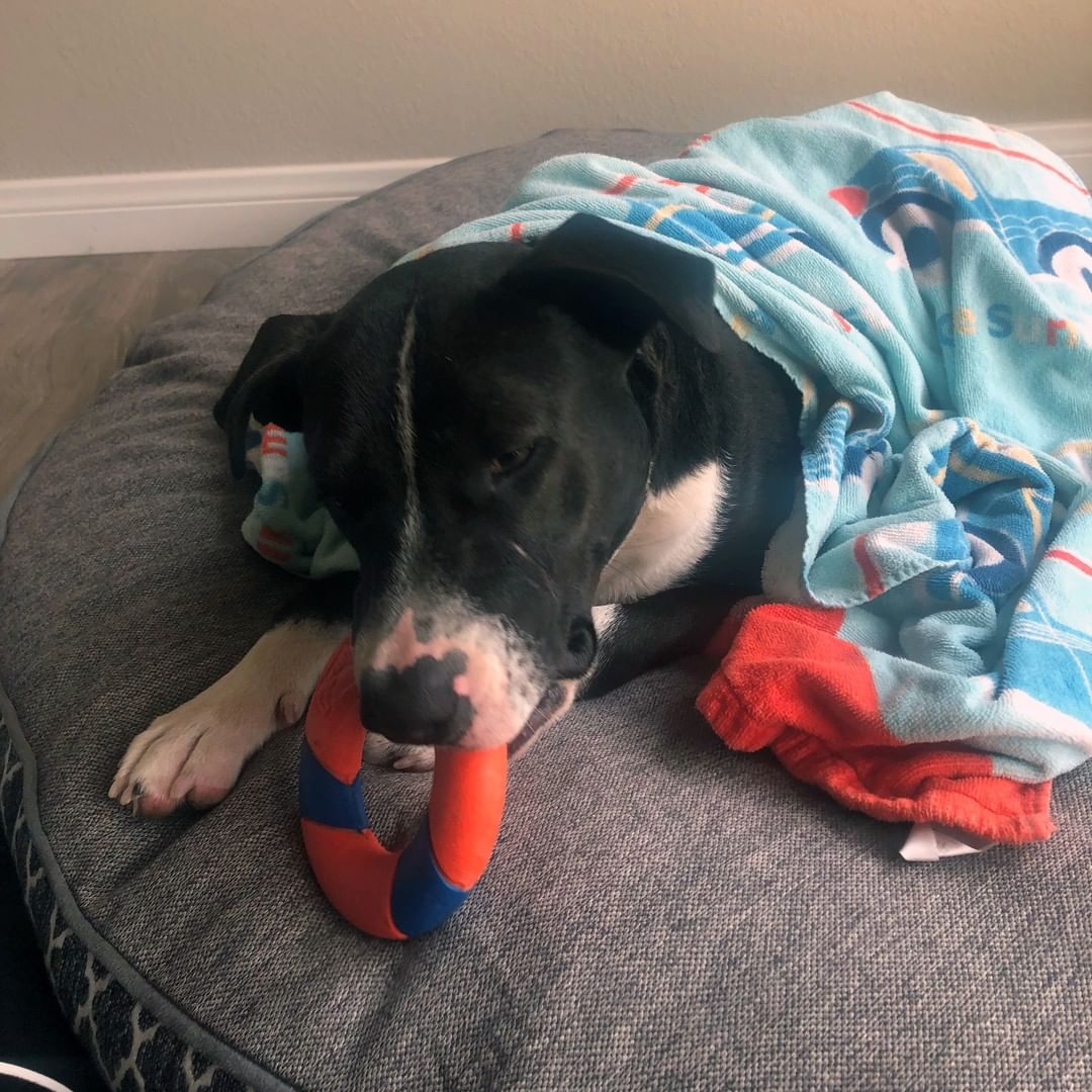 Our kennel received an early update on recently adopted Julia - and it seems she has joined a really wonderful family. She has already settled in and made herself part of the Keller household. Her adopter, Tracy shared: 

