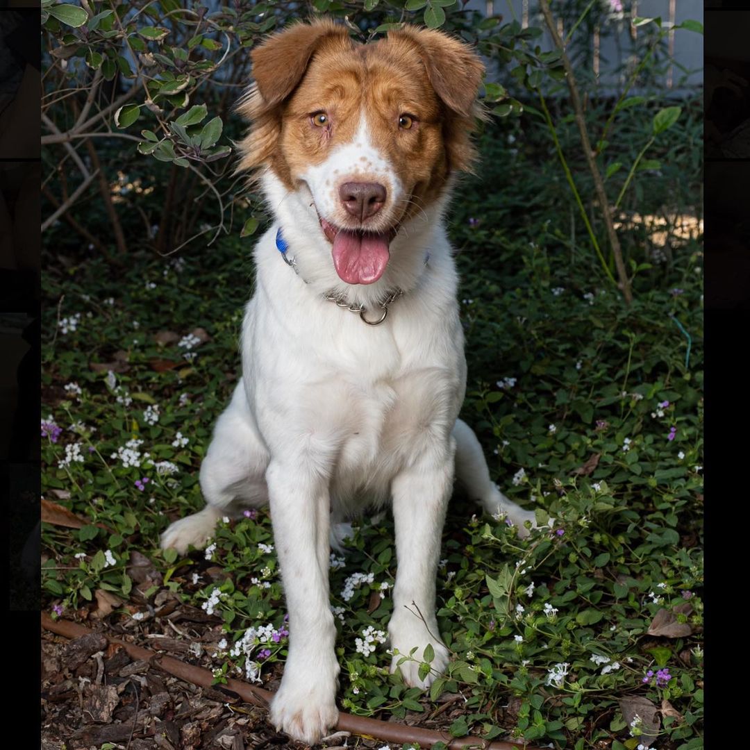 🍒 
Meet our beautiful 5-year-old Cattle/Aussie Shepherd mommy Cherry! We rescued her and her puppies from an Indian reservation, sadly they all arrived with Parvo! But with your generosity and support we were able to save them! 🙏🏼🎉 💪🏼 They are all doing AMAZING and have all been ADOPTED! Now its her turn!  Cherry is a very energetic, happy-go-lucky gal that thrives around other dogs. She is very loving and would make a great family pet. Did we mention she’s even cuter in person! 😍  Thank you to @dlundin for capturing her beauty 🙏🏼😊 Apply to adopt Cherry on our website!