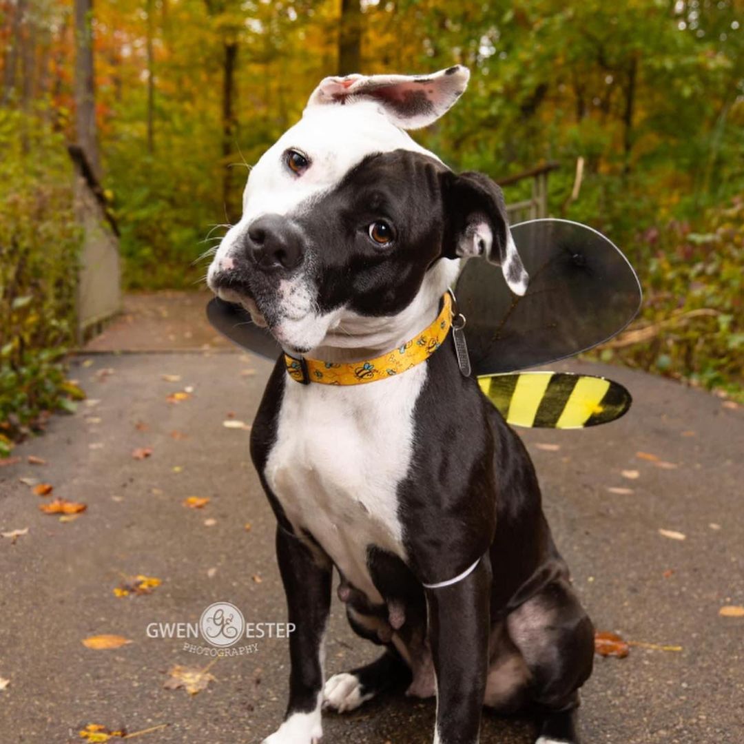 Meet Caprice

Hi, my name is Caprice and my family and I came from a backyard breeding operation that was busted up. Me, two other moms and two puppies were taken out of the backyard kennels and into awesome foster homes. We are now known as the Hot Rods! I have the BEST wonky ear and my pretty markings on my face make me look so unusual! I am good with other dogs but tend to play rough, and have been busy learning my manners! I am a fun, good girl who, like most of my breed, is very strong and athletic. However, I can rock a pair of jammies, or head out to hike. Whatever you are up for!! <a target='_blank' href='https://www.instagram.com/explore/tags/miamivalleypitcrew/'>#miamivalleypitcrew</a> <a target='_blank' href='https://www.instagram.com/explore/tags/dogoftheday/'>#dogoftheday</a> <a target='_blank' href='https://www.instagram.com/explore/tags/dogsofinstagram/'>#dogsofinstagram</a> <a target='_blank' href='https://www.instagram.com/explore/tags/dog/'>#dog</a> <a target='_blank' href='https://www.instagram.com/explore/tags/dogs/'>#dogs</a> <a target='_blank' href='https://www.instagram.com/explore/tags/dogmom/'>#dogmom</a> <a target='_blank' href='https://www.instagram.com/explore/tags/doglover/'>#doglover</a> <a target='_blank' href='https://www.instagram.com/explore/tags/doglife/'>#doglife</a> <a target='_blank' href='https://www.instagram.com/explore/tags/doglovers/'>#doglovers</a> <a target='_blank' href='https://www.instagram.com/explore/tags/doglove/'>#doglove</a> <a target='_blank' href='https://www.instagram.com/explore/tags/dogsofinsta/'>#dogsofinsta</a> <a target='_blank' href='https://www.instagram.com/explore/tags/pitbull/'>#pitbull</a> <a target='_blank' href='https://www.instagram.com/explore/tags/pit/'>#pit</a> <a target='_blank' href='https://www.instagram.com/explore/tags/pitbullsofinstagram/'>#pitbullsofinstagram</a> <a target='_blank' href='https://www.instagram.com/explore/tags/pitbulls/'>#pitbulls</a> <a target='_blank' href='https://www.instagram.com/explore/tags/pitbulllove/'>#pitbulllove</a> <a target='_blank' href='https://www.instagram.com/explore/tags/pitbullsofficial/'>#pitbullsofficial</a> <a target='_blank' href='https://www.instagram.com/explore/tags/adopt/'>#adopt</a> <a target='_blank' href='https://www.instagram.com/explore/tags/rescuedogsofinstagram/'>#rescuedogsofinstagram</a> <a target='_blank' href='https://www.instagram.com/explore/tags/rescuedog/'>#rescuedog</a>