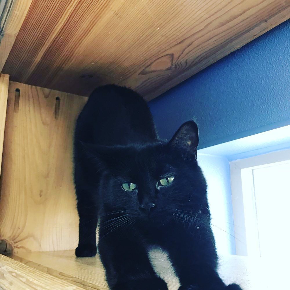 It’s <a target='_blank' href='https://www.instagram.com/explore/tags/nationalblackcatday/'>#nationalblackcatday</a> and we have several black cats ready to find their furrever home! 

Black is the most dominant fur color. Black cats can even change color. Some have a tabby pattern that can be seen in different lighting. Pretty cool! 

<a target='_blank' href='https://www.instagram.com/explore/tags/BMHACats/'>#BMHACats</a> <a target='_blank' href='https://www.instagram.com/explore/tags/rescuecat/'>#rescuecat</a> <a target='_blank' href='https://www.instagram.com/explore/tags/adoptdontshop/'>#adoptdontshop</a> <a target='_blank' href='https://www.instagram.com/explore/tags/easternoregon/'>#easternoregon</a>