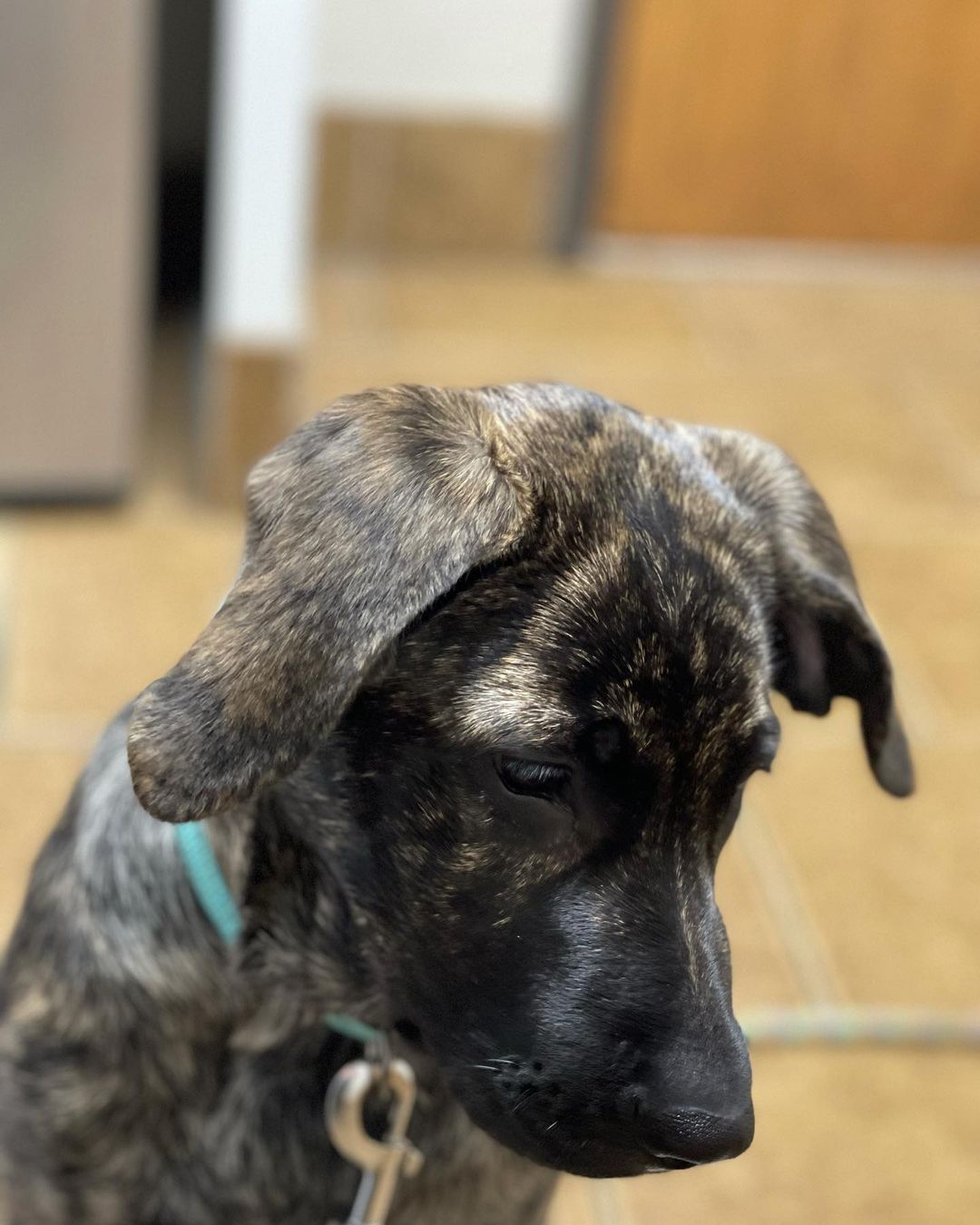 Welcome to the good life Java! 

This sweet girl is a 13 week old <a target='_blank' href='https://www.instagram.com/explore/tags/mastiffshepherdmix/'>#mastiffshepherdmix</a> and a complete sweetie 

<a target='_blank' href='https://www.instagram.com/explore/tags/bdhp/'>#bdhp</a> <a target='_blank' href='https://www.instagram.com/explore/tags/bdhpi/'>#bdhpi</a> <a target='_blank' href='https://www.instagram.com/explore/tags/bigdoghugepaws/'>#bigdoghugepaws</a>