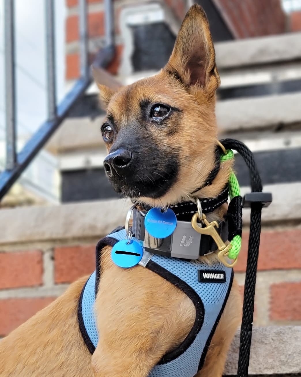 [EDIT: Adoption Pending ✅] Meet precious Poya! 💖 He’s a 6-month-old Jindo mix and weighs about 11 pounds. Poya was rescued from the Gyeongsang-do city shelter. He’s fully crate trained and making great progress on potty training. Poya is best described as friendly, happy-go-lucky, easy-going, smart, and gentle. He loves chewing on rubbery toys and chasing balls, and he’ll roll onto his back for belly rubs midway through playtime. With his reddish coat and black-tipped ears and tail, we think looks a bit like a fox. 🦊 Want more Poya? Apply to adopt! 

🐕 On a case-by-case basis, we accept applications from residents living within 30-miles of NYC and certain areas within CT, PA, D.C., MD, and MA. Check koreank9rescue.org/adopt for more details! 📝⁠⁠⁠⁠⁠⁠⁠⁠⁠⁠⁠⁠⁠

<a target='_blank' href='https://www.instagram.com/explore/tags/jindo/'>#jindo</a> <a target='_blank' href='https://www.instagram.com/explore/tags/adoptmenyc/'>#adoptmenyc</a> <a target='_blank' href='https://www.instagram.com/explore/tags/nyc/'>#nyc</a> <a target='_blank' href='https://www.instagram.com/explore/tags/korea/'>#korea</a> <a target='_blank' href='https://www.instagram.com/explore/tags/adoptme/'>#adoptme</a> <a target='_blank' href='https://www.instagram.com/explore/tags/adoptmeplease/'>#adoptmeplease</a> <a target='_blank' href='https://www.instagram.com/explore/tags/koreank9rescue/'>#koreank9rescue</a> <a target='_blank' href='https://www.instagram.com/explore/tags/kk9r/'>#kk9r</a> <a target='_blank' href='https://www.instagram.com/explore/tags/spay/'>#spay</a> <a target='_blank' href='https://www.instagram.com/explore/tags/neuter/'>#neuter</a> <a target='_blank' href='https://www.instagram.com/explore/tags/rescueismyfavoritebreed/'>#rescueismyfavoritebreed</a> <a target='_blank' href='https://www.instagram.com/explore/tags/rescuedog/'>#rescuedog</a> <a target='_blank' href='https://www.instagram.com/explore/tags/everydogdeserveslove/'>#everydogdeserveslove</a> <a target='_blank' href='https://www.instagram.com/explore/tags/showlovekorea/'>#showlovekorea</a>