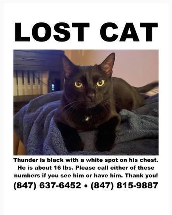 LOST CAT - near Golf and Meacham in Schaumburg. Please see flyer for more information including contact. Please share as appropriate. Thank you!!