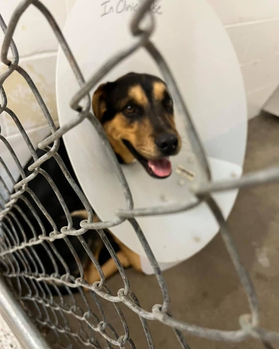 Jax and One Sockee are now home. These boys were wonderful patients for the veterinarians at Southway.

Jax was treated for a facial abscess, ear infection, sedated cheat grass removal, and brought current on all of his vaccines.

One Sockee has a fractured leg just below his knee.  We are hoping it will heal okay with a splint and crate rest so he can avoid surgery.  He was also made current on all of his vaccinations as well.

We are covering all of their veterinary care and follow up visits for their injuries.  We also will be having them neutered once everyone is healed.

Thank you again for the donations this week! We still have a little ways to go and appreciate any donations for these boys, Rosie, Etc.  Without you we wouldn’t have been able to help them 🐾 We kinda got hit all at once with these injured animals.

PayPal:  PayPal.me/IdahoPetRescue 

Venmo:  IdahoPetRescue (4 digit code is 9751)

Mailing Address:

Idaho Animal Rescue Network
2021 Ripon Ave
Lewiston ID 83501

⛔️ We are a 501(c)(3) nonprofit. Donations are tax deductible.  Tax receipts are available upon request.