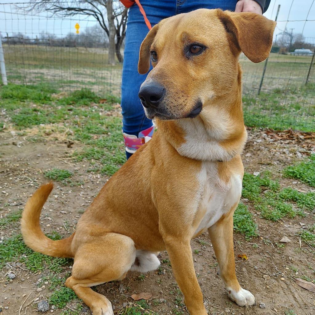 Good day!  My name is Hermes.  I am an amazing dog with qualities every human will enjoy! 
I am a 55 lb shepherd/golden mix.  I know how to sit, love fellow dogs and cats and need an active lifestyle. 
I do need a fully fenced yard and I'm too big and active for an apartment. 
I am crate trained but I do need someone who is willing to deal with a few minor accidents. (I tried to mark my foster mama's couch cause it smelled like other animals.  Foster mama corrected me and I've been good since.) However, I was adopted and my adopter couldn't break me of my marking habits. SO, I will do best with a consistent and strong leader to make me put my 