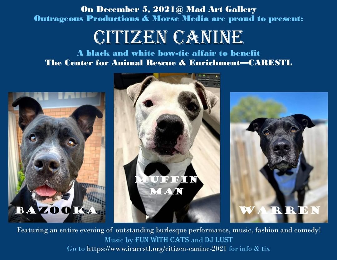 Mark your calendars NOW for our upcoming IN-PERSON event, Citizen Canine- a black and white bow tie affair to benefit all of the homeless animals at CARE STL!

And this is going to be a FUN one for everyone, with a mix of  WORLD CLASS entertainment featuring an outstanding burlesque performance, music, a doggie fashion show, comedy and more!

✅ DATE: December 5, 2021
✅ TIME: Door open at 6 (bar and silent auction), seating at 6:45-7 pm.
✅ Location: Mad Art Gallery
✅ DRESS: Creative Black and White (bring out your bowtie!)

For purchase your tickets and for more info: https://www.icarestl.org/citizen-canine-2021

Let's make this an EXTRA special night! Can't wait to see you there!! 🎩 👠