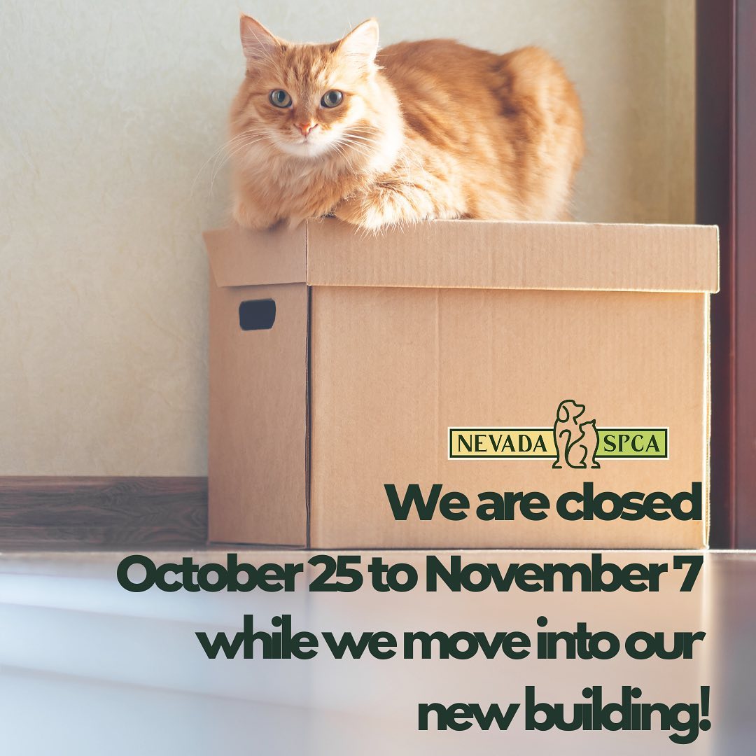 Don’t forget! ⁣
⁣
Nevada SPCA is CLOSED today through November 7th while we pack up and move into our new building! 📦 ⁣❤️
⁣
Our off-site adoption schedule: ⁣
⁣
🐾 Cat adoptions at @petsmart 7050 Arroyo Crossing Pkwy. from October 25 to November 6 from 10am - 2pm ⁣
⁣
🐾 Dog & Cat adoptions at @subaru_lv 6455 Roy Horn Way on October 29 from Noon - 2pm ⁣
⁣
🐾 Halloween Hounds Dog Adoptions at @subaru_lv 6455 Roy Horn Way on October 31 from 2pm - 5pm ⁣
⁣
Visit our <a target='_blank' href='https://www.instagram.com/explore/tags/linkinbio/'>#linkinbio</a> for more info! ⁣👈
•⁣
•⁣
• ⁣
<a target='_blank' href='https://www.instagram.com/explore/tags/findhappiness/'>#findhappiness</a> <a target='_blank' href='https://www.instagram.com/explore/tags/opttoadopt/'>#opttoadopt</a> <a target='_blank' href='https://www.instagram.com/explore/tags/newnevadaspca/'>#newnevadaspca</a> <a target='_blank' href='https://www.instagram.com/explore/tags/weremoving/'>#weremoving</a> <a target='_blank' href='https://www.instagram.com/explore/tags/adoptdontshop/'>#adoptdontshop</a> <a target='_blank' href='https://www.instagram.com/explore/tags/shelterpets/'>#shelterpets</a> <a target='_blank' href='https://www.instagram.com/explore/tags/shelterpetsofinstagram/'>#shelterpetsofinstagram</a> <a target='_blank' href='https://www.instagram.com/explore/tags/adoptashelterpet/'>#adoptashelterpet</a> <a target='_blank' href='https://www.instagram.com/explore/tags/animalshelter/'>#animalshelter</a> <a target='_blank' href='https://www.instagram.com/explore/tags/nonprofit/'>#nonprofit</a> <a target='_blank' href='https://www.instagram.com/explore/tags/lasvegas/'>#lasvegas</a> <a target='_blank' href='https://www.instagram.com/explore/tags/vegas/'>#vegas</a> <a target='_blank' href='https://www.instagram.com/explore/tags/spca/'>#spca</a> <a target='_blank' href='https://www.instagram.com/explore/tags/nevadaspca/'>#nevadaspca</a>