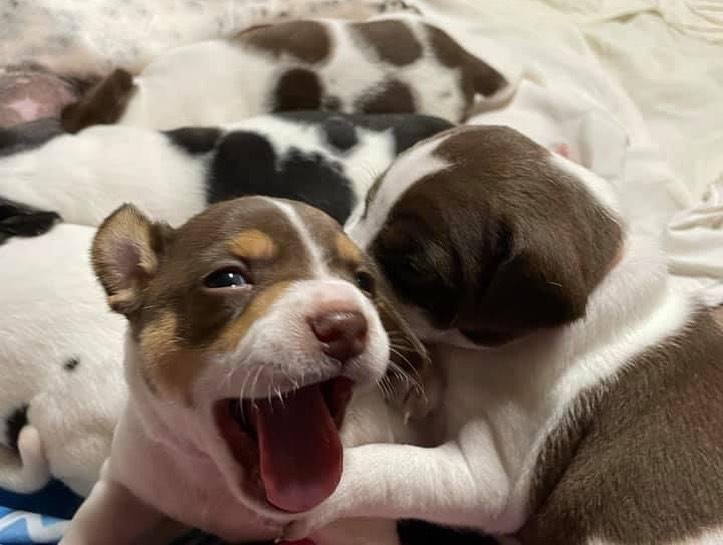 Pupdate from our Mario Kart litter! 🐶🐶

They are almost 5 weeks old and growing like weeds. Momma Princess is still the sweetest girl and loves raising her pups. Keep an eye out for when this family becomes available ❤️❤️❤️

** We typically begin accepting applications for litters when they are 6-7 weeks of age, but puppies will not go home until they are at least 8 weeks of age **

.
.
.
.
.
<a target='_blank' href='https://www.instagram.com/explore/tags/furrytales/'>#furrytales</a> <a target='_blank' href='https://www.instagram.com/explore/tags/mommadog/'>#mommadog</a> <a target='_blank' href='https://www.instagram.com/explore/tags/rescued/'>#rescued</a> <a target='_blank' href='https://www.instagram.com/explore/tags/shelterdog/'>#shelterdog</a> <a target='_blank' href='https://www.instagram.com/explore/tags/saved/'>#saved</a> <a target='_blank' href='https://www.instagram.com/explore/tags/puppies/'>#puppies</a> <a target='_blank' href='https://www.instagram.com/explore/tags/puppiesofinstagram/'>#puppiesofinstagram</a> <a target='_blank' href='https://www.instagram.com/explore/tags/puppiesofinsta/'>#puppiesofinsta</a> <a target='_blank' href='https://www.instagram.com/explore/tags/dogoftheday/'>#dogoftheday</a> <a target='_blank' href='https://www.instagram.com/explore/tags/puppyoftheday/'>#puppyoftheday</a> <a target='_blank' href='https://www.instagram.com/explore/tags/puppylove/'>#puppylove</a> <a target='_blank' href='https://www.instagram.com/explore/tags/puppy/'>#puppy</a> <a target='_blank' href='https://www.instagram.com/explore/tags/puppylife/'>#puppylife</a> <a target='_blank' href='https://www.instagram.com/explore/tags/puppytraining/'>#puppytraining</a> <a target='_blank' href='https://www.instagram.com/explore/tags/puppytongue/'>#puppytongue</a> <a target='_blank' href='https://www.instagram.com/explore/tags/puppygram/'>#puppygram</a> <a target='_blank' href='https://www.instagram.com/explore/tags/puppydog/'>#puppydog</a> <a target='_blank' href='https://www.instagram.com/explore/tags/rescuedpuppy/'>#rescuedpuppy</a> <a target='_blank' href='https://www.instagram.com/explore/tags/rescuedpuppies/'>#rescuedpuppies</a> <a target='_blank' href='https://www.instagram.com/explore/tags/pupper/'>#pupper</a>