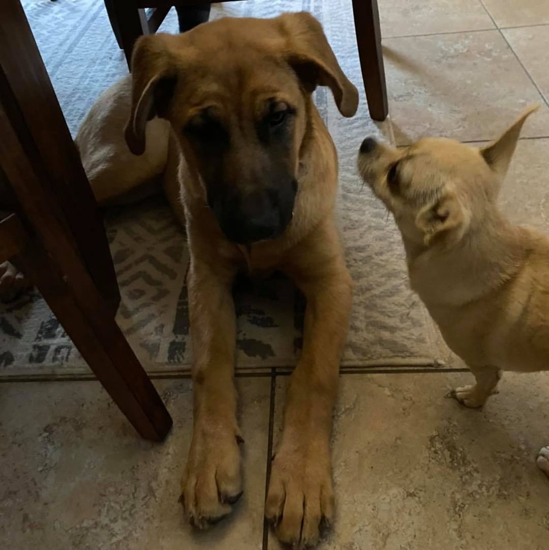 Autumn is ready to find her forever humans! She is a 5-6 month old shepherd mix puppy weighing in at about 50 pounds already 😮

She is very dog friendly, cat friendly and people friendly. Autumn has been spayed, microchipped, dewormed and she is up to date on her vaccinations. 

Autumn is a large puppy, and would do best in a home that will continue to train and socialize her to be come the best family member possible! She would love a family that includes her on adventures & outings and also has some down time for her to lounge and relax. We would prefer for her to go to a home with a fully fenced in yard. She would be great with age appropriate children who understand not to climb on her and treat her like a toy or jungle gym. She is an overall happy girl looking for a soft place to land! 

If you are looking for a giant puppy with lots of love to give, and a personality to boot, Autumn is your girl. 😍 

She is fostered in Tri-Cities, WA 
Apply at thepitbullpen.org