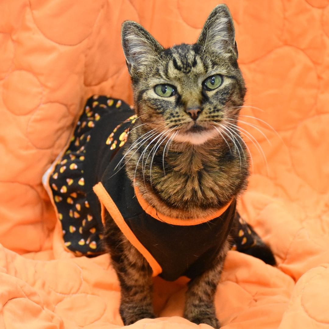 **UPDATE: ADOPTED!** 🎃😺 Lillith is a purrecious gal looking for a cozy home to spend her senior years. She loves affection and warm lap to sit on. Care may need to be taken when carrying her, as she has occasional aches and pains. Lillith is litter trained and gets along with other cats. Her adoption is sponsored by Montgomery County Friends of Animal Care and Control (@mc_facc).

<a target='_blank' href='https://www.instagram.com/explore/tags/MCPetAdoption/'>#MCPetAdoption</a> <a target='_blank' href='https://www.instagram.com/explore/tags/AdoptDontShop/'>#AdoptDontShop</a> <a target='_blank' href='https://www.instagram.com/explore/tags/PurrfectMatch/'>#PurrfectMatch</a> <a target='_blank' href='https://www.instagram.com/explore/tags/ReadyForHalloween/'>#ReadyForHalloween</a> <a target='_blank' href='https://www.instagram.com/explore/tags/SeniorCat/'>#SeniorCat</a> <a target='_blank' href='https://www.instagram.com/explore/tags/CatInClothes/'>#CatInClothes</a> <a target='_blank' href='https://www.instagram.com/explore/tags/CuteCat/'>#CuteCat</a> <a target='_blank' href='https://www.instagram.com/explore/tags/MontgomeryCountyVa/'>#MontgomeryCountyVa</a> <a target='_blank' href='https://www.instagram.com/explore/tags/BlacksburgVa/'>#BlacksburgVa</a> <a target='_blank' href='https://www.instagram.com/explore/tags/ChristiansburgVa/'>#ChristiansburgVa</a> <a target='_blank' href='https://www.instagram.com/explore/tags/Blacksburg/'>#Blacksburg</a> <a target='_blank' href='https://www.instagram.com/explore/tags/Christiansburg/'>#Christiansburg</a> <a target='_blank' href='https://www.instagram.com/explore/tags/HokiePets/'>#HokiePets</a>