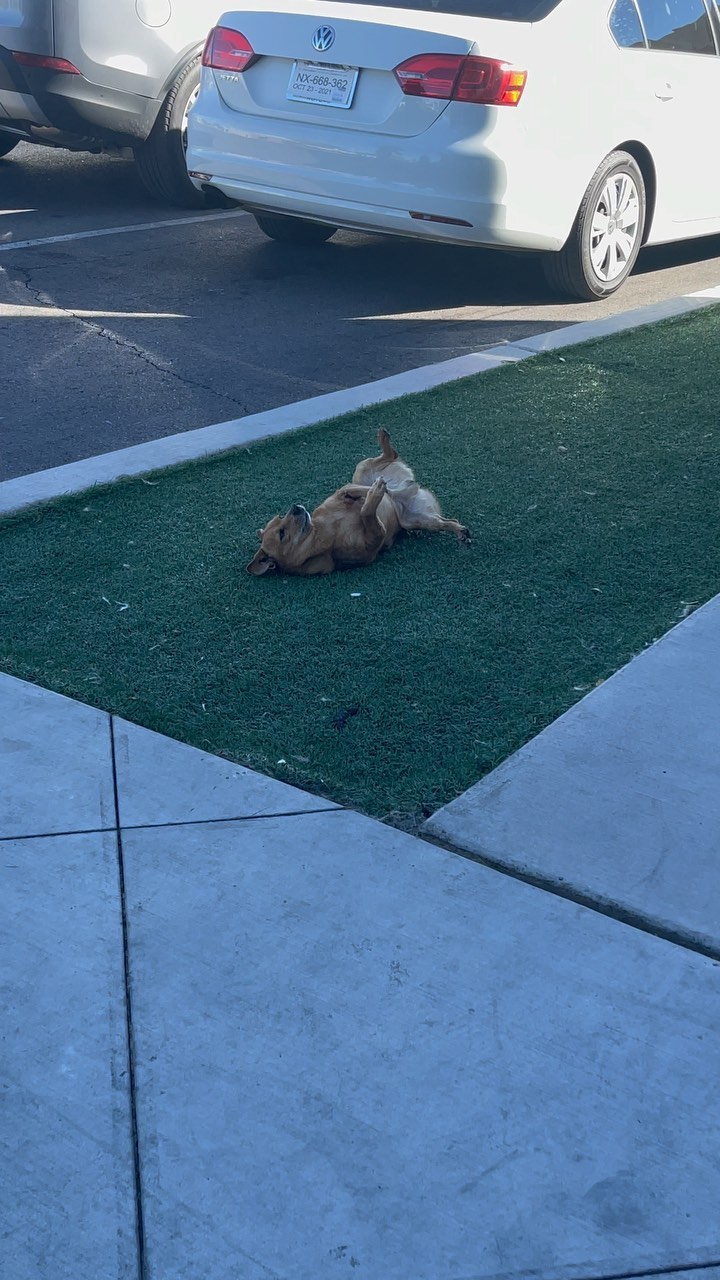 Beau enjoying some outdoor air!!!