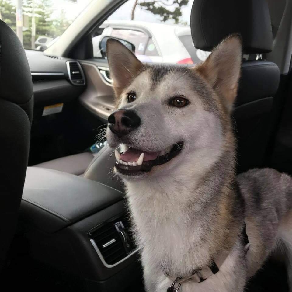 ARRIVES NOVEMBER 15

Lea is a husky mix that loves people - both adults and children, super sweet, loves to cuddle, but has a prey drive (towards stray cats)

Great with dogs. 2 years old and 30ish lbs.

If interested in fostering or adopting, email us at twentypawsrescue@gmail.com or info@twentypawsrescue.com. You can also dm us!