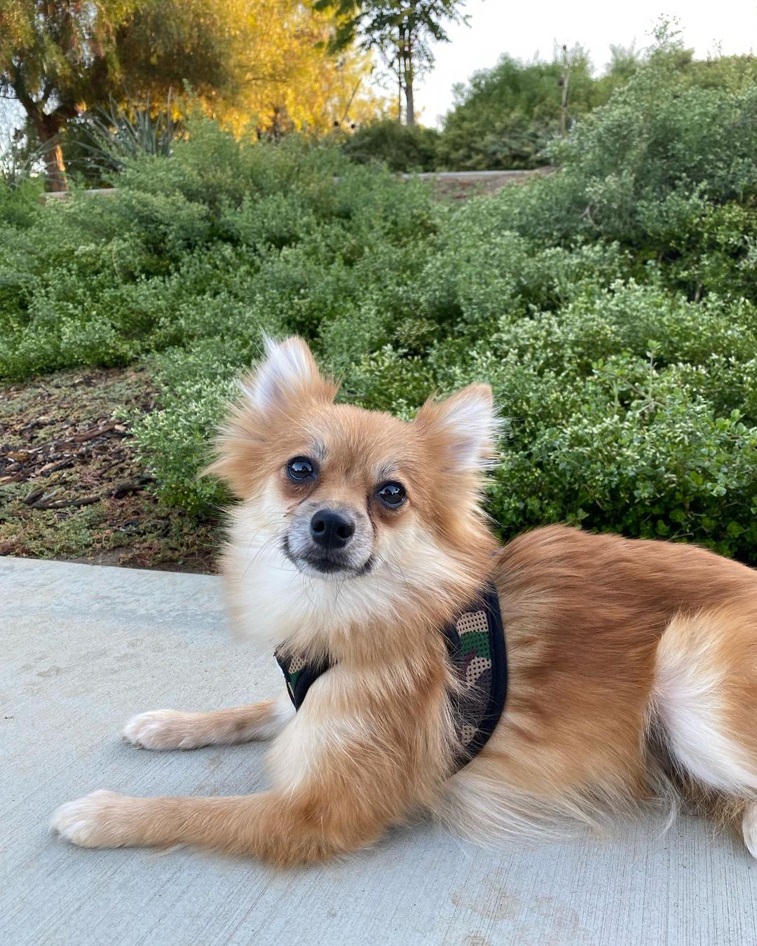 Sweet Chelsea! This girl just loves to be held and get plenty of kisses💕 She loves other dogs and is looking for a soft-spoken family with another doggy companion! Learn more about Chelsea and submit an adoption application on our website at www.ocpomrescue.com or click the link in our bio!!✨
•
•
•
🐶If you live in the Southern California area and would like to ADOPT a dog from our website/page, fill out an adoption form on our website, www.ocpomrescue.com!

💕If you want to DONATE to us, click the link in our bio!

♡If you would like to FOSTER with us, follow the link in our bio!!

All animals adopted will be spayed/neutered, microchipped, and vaccinated.

🏡Home checks are required. (virtual, emailed to info@ocpomrescue.com)

Adopt me, or share with a friend!!❣️