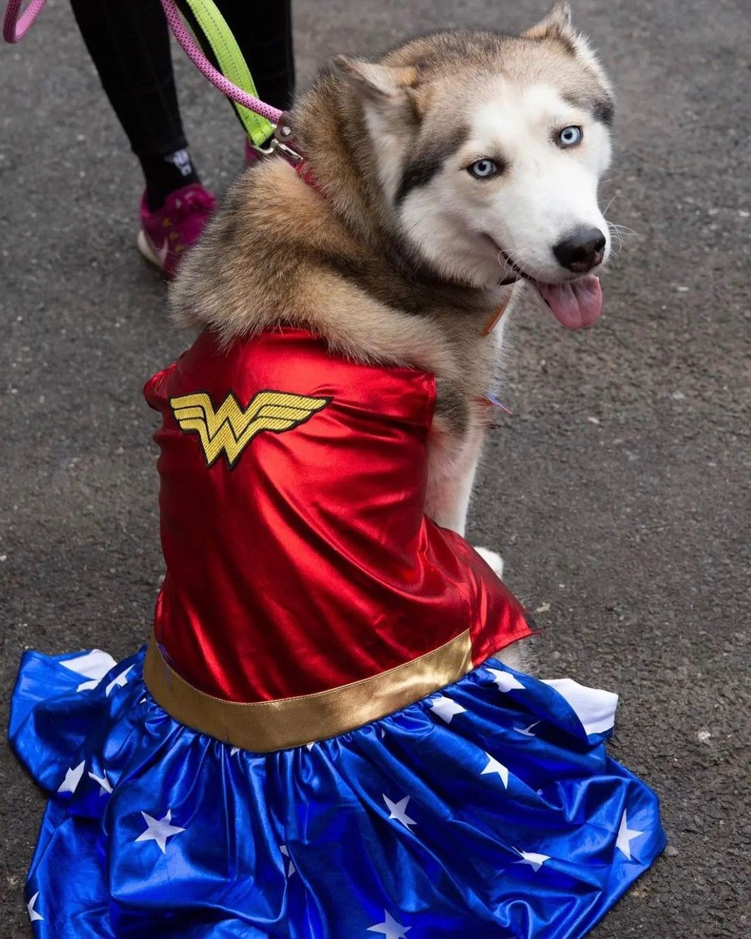 Super man Simba and Wonder Woman Luna! 😍 
Luna was previously adopted from us and graciously accepted Simba (previously Champ) as her foster brother. Adoptable Simba has been such a great boy and both were stars of the costume parade they attended!! ❤️
There’s nothing more we love than adopters returning to us as fosters and continuing to support our rescues🥰