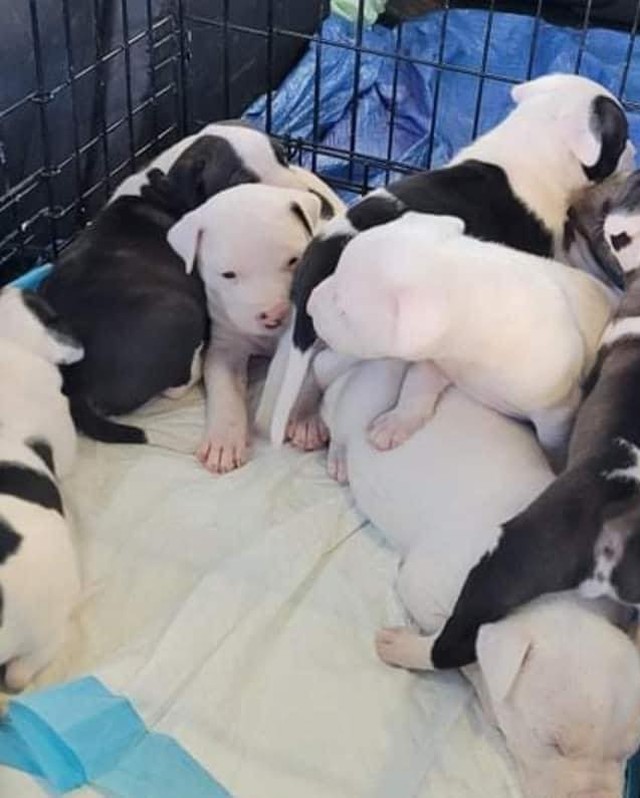 Pregnant mama in need! 💔
We are doing our best to help a mama and her 8 puppies shown below, but we need to purchase this kennel in order to save them! They will be kept with our amazing rescue partner in this kennel down in Alabama until they are fully vetted. We’d also like this kennel to be kept on her property for our rescue, so we can save other pregnant mamas and their babies! 
If anyone can help donate anything, please visit our website and click on the donate button at the bottom of the main page. Anything is appreciated!!!